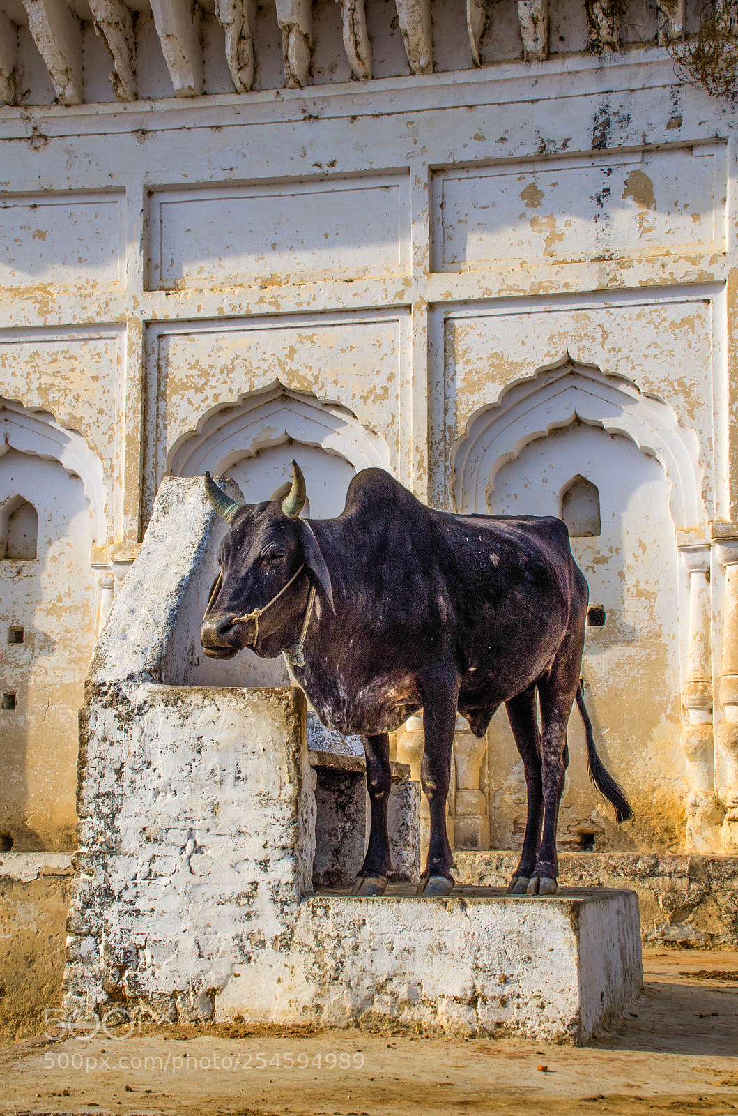 Nikon D7000 sample photo. Holy cow photography