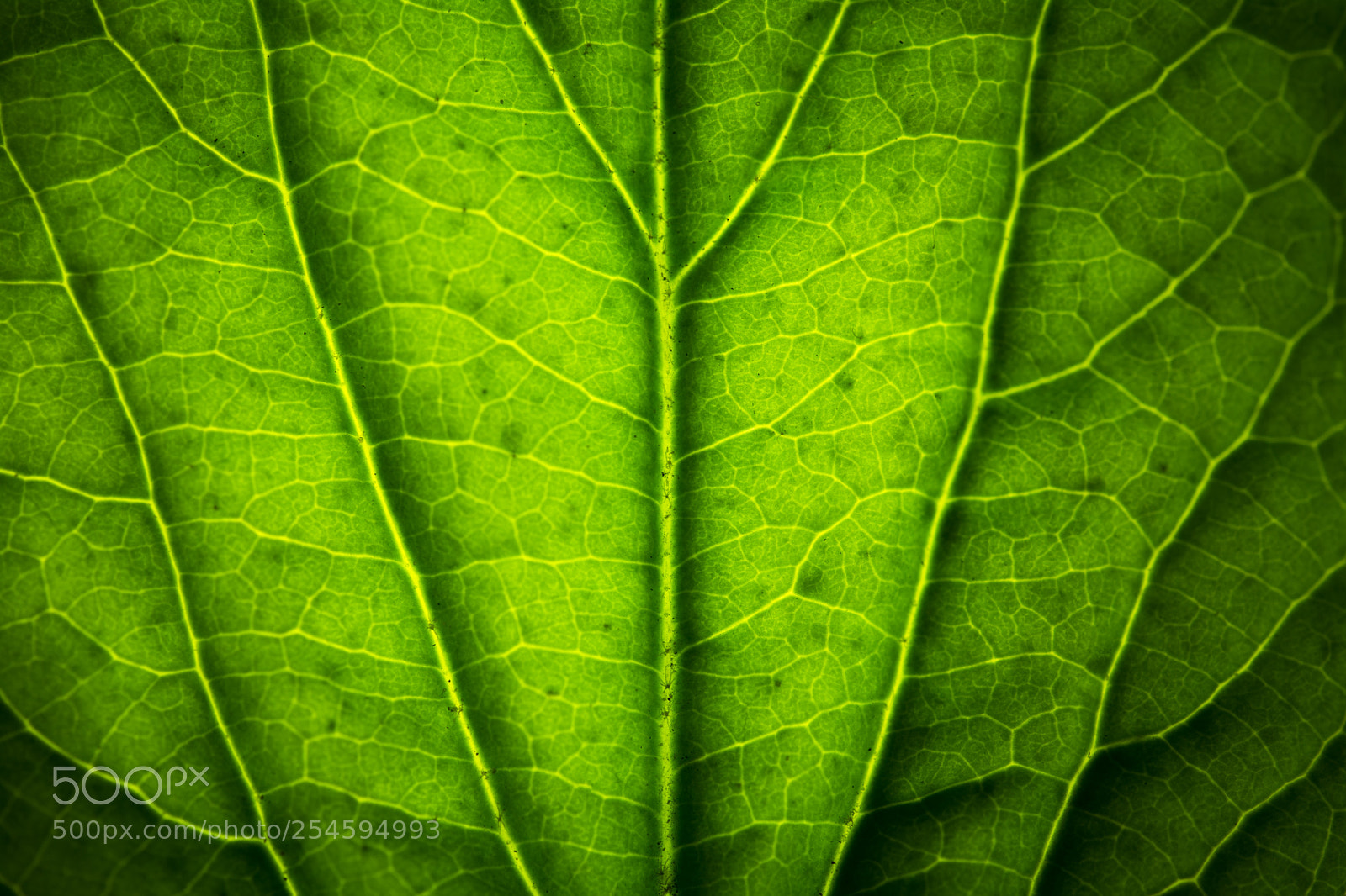 Nikon D7100 sample photo. Chlorophyll photography