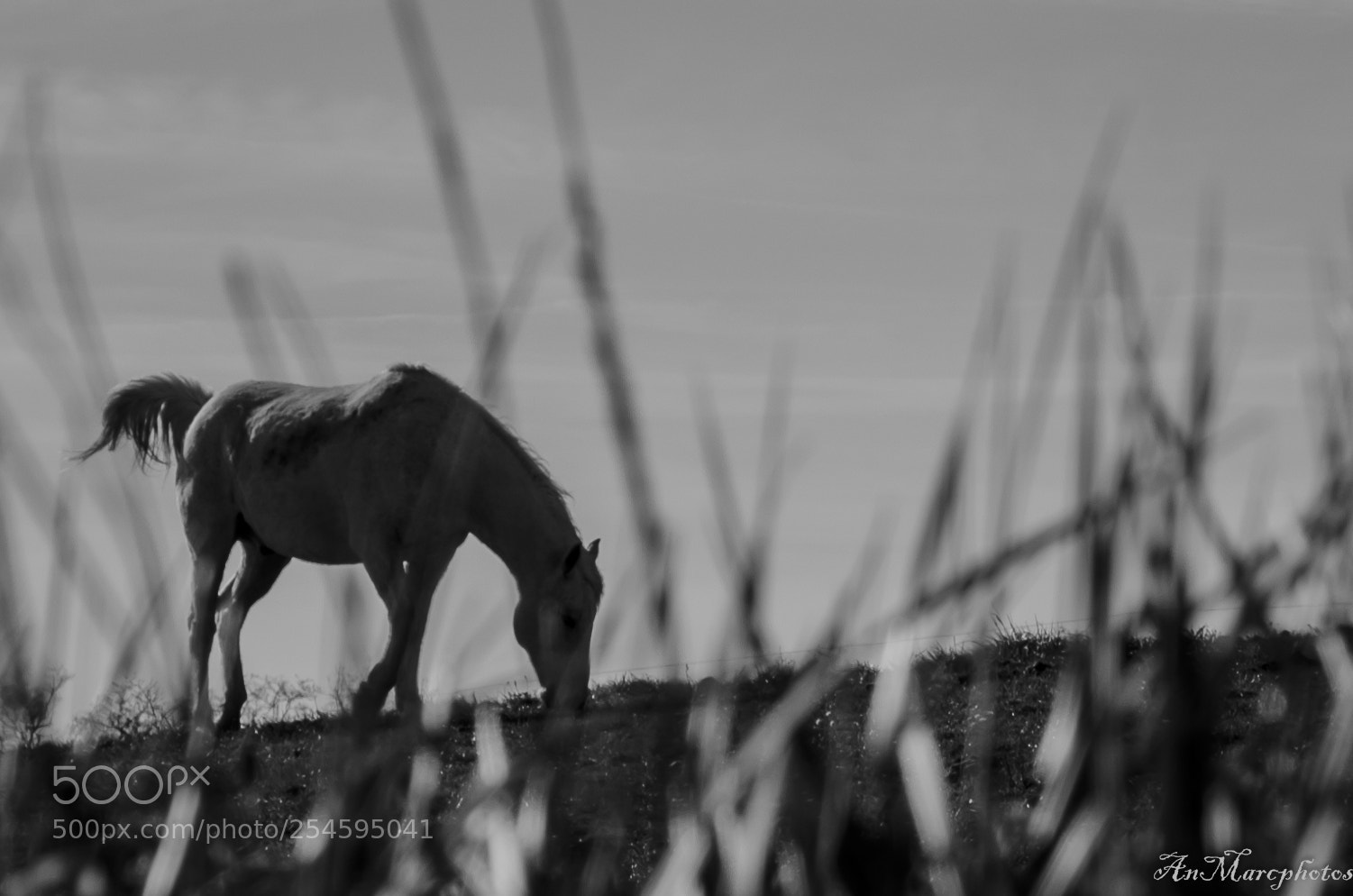 Nikon D7000 sample photo. Cheval un jour de photography