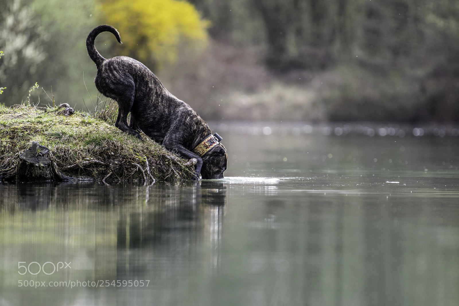 Nikon D850 sample photo. Thirsty photography