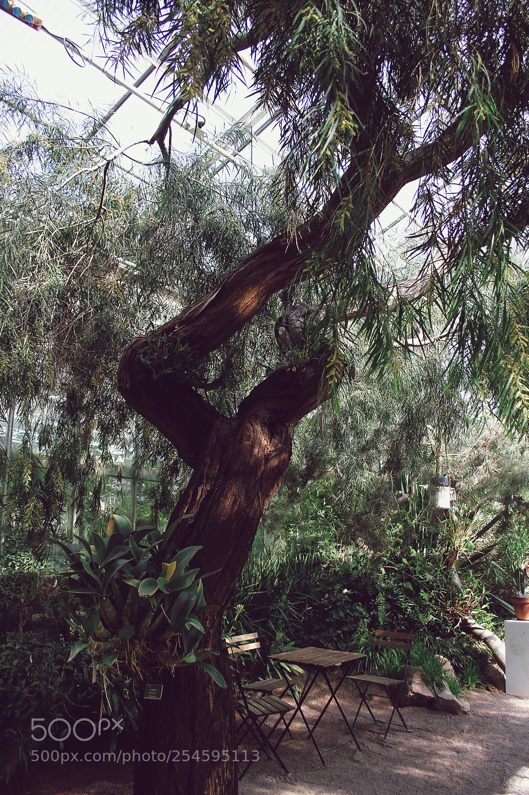 Canon EOS 7D sample photo. Tropical forest photography