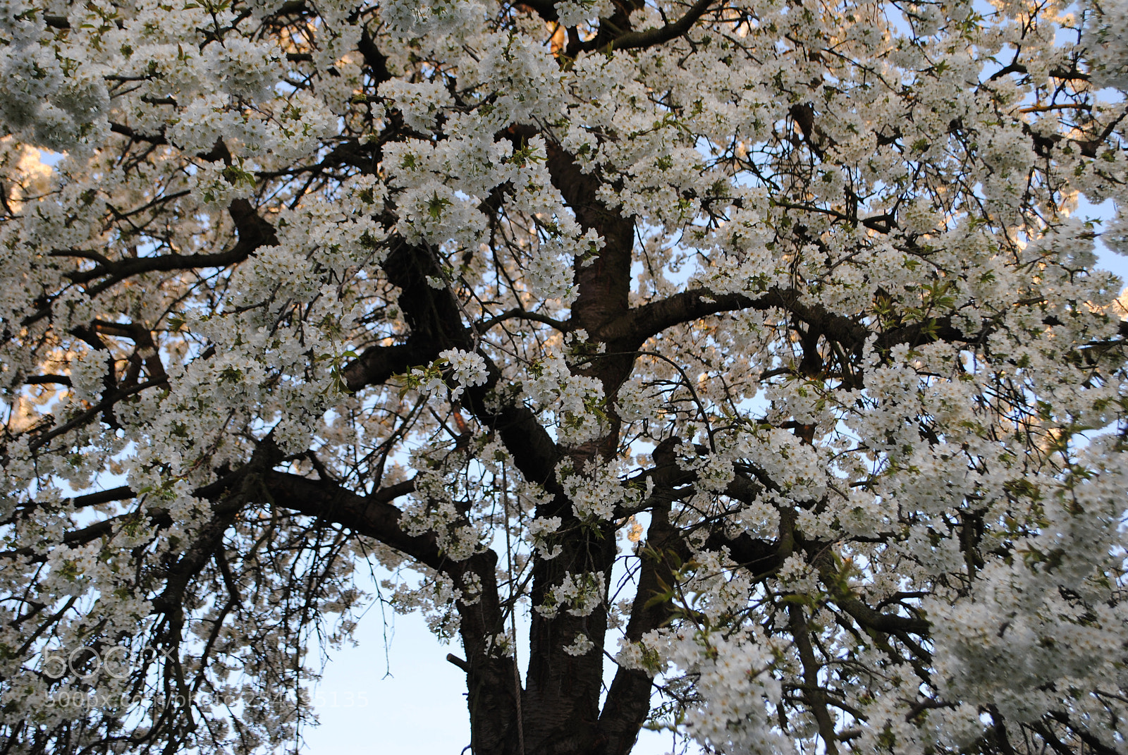 Nikon D3000 sample photo. Blossoming cherry tree photography