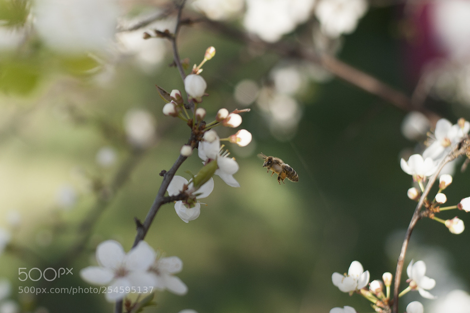 Nikon D700 sample photo. Oh hey photography