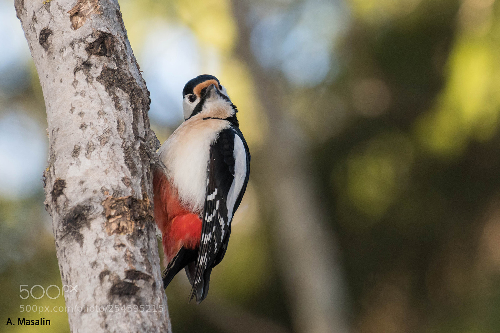 Nikon D500 sample photo. Great spotted woodpecker photography