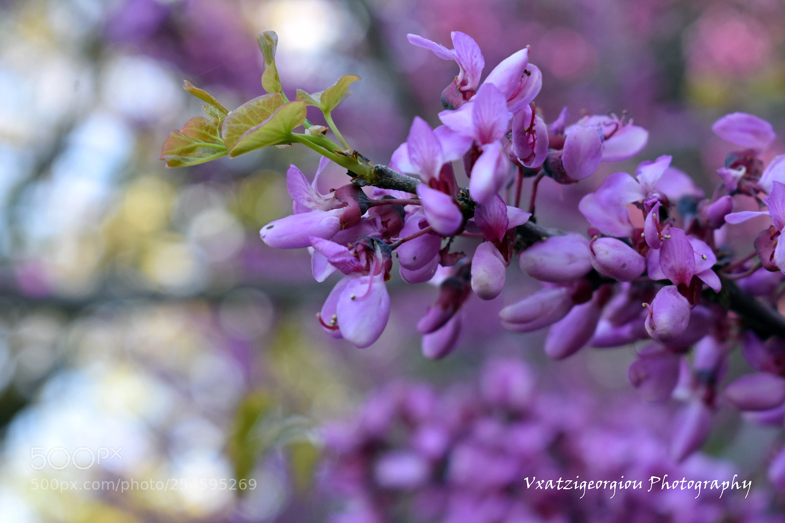 Nikon D3400 sample photo. Flowers photography