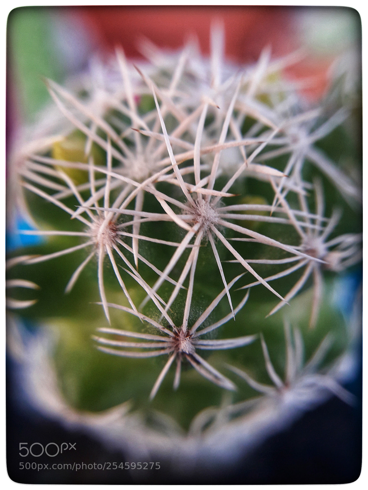 Samsung Galaxy J7 Neo sample photo. Macro photography