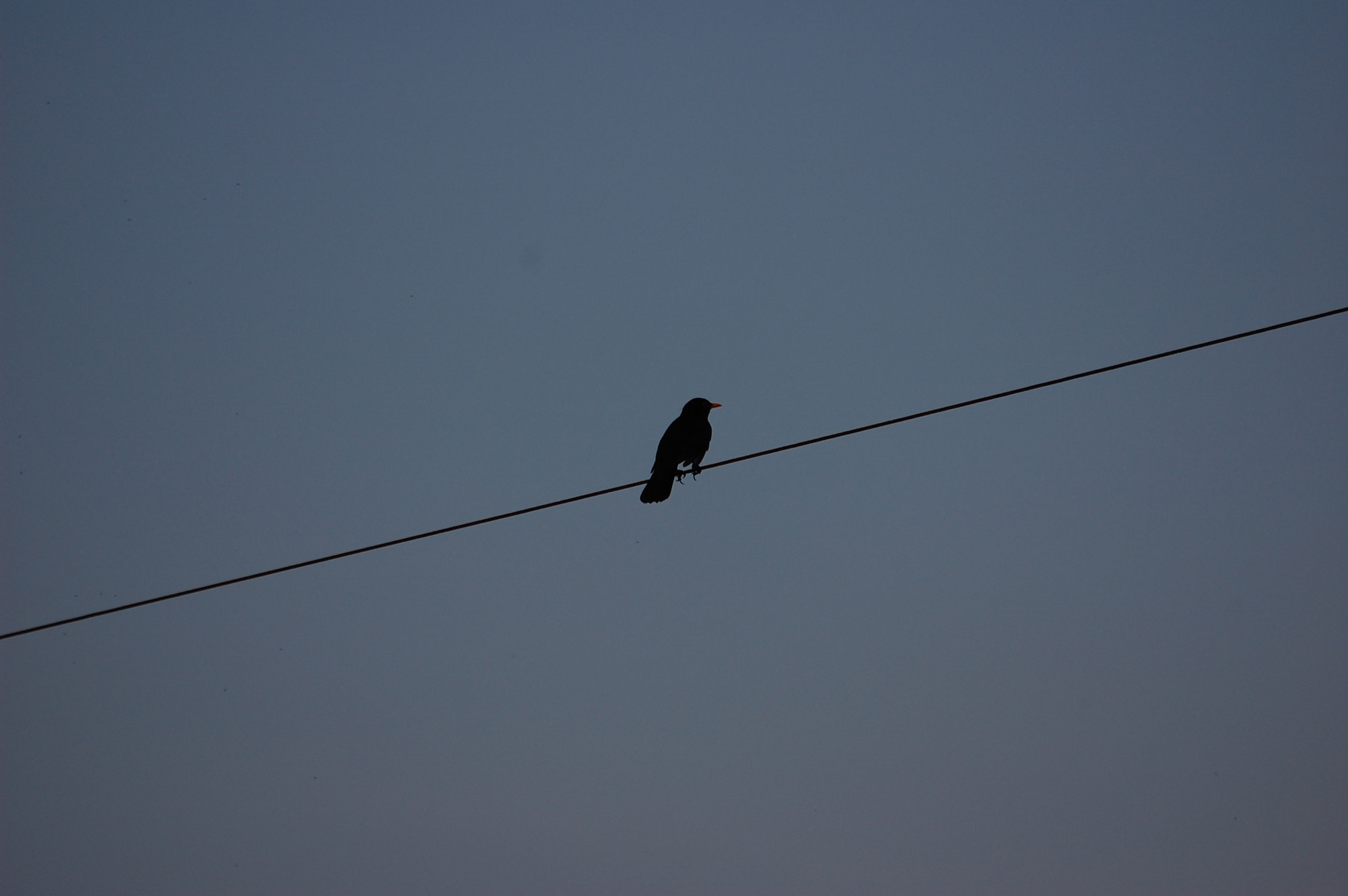 Nikon D40 sample photo. Wirebird photography