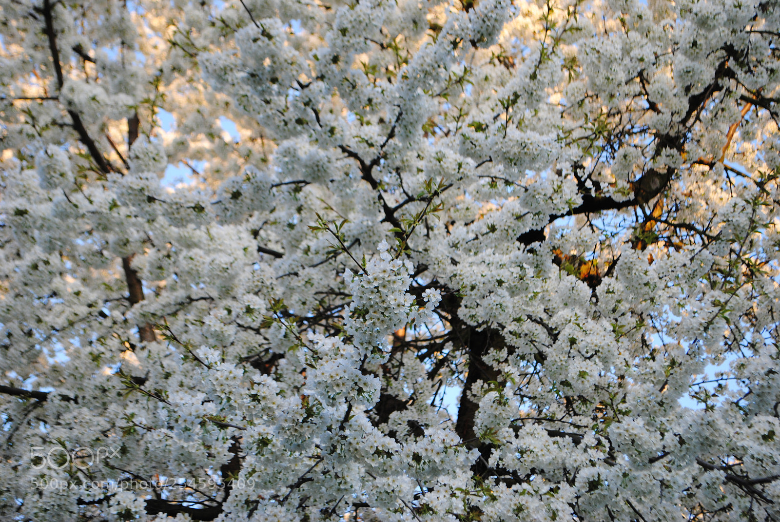 Nikon D3000 sample photo. Cherry tree crown photography