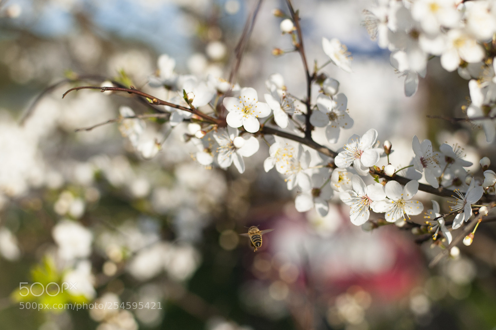 Nikon D700 sample photo. Bye photography