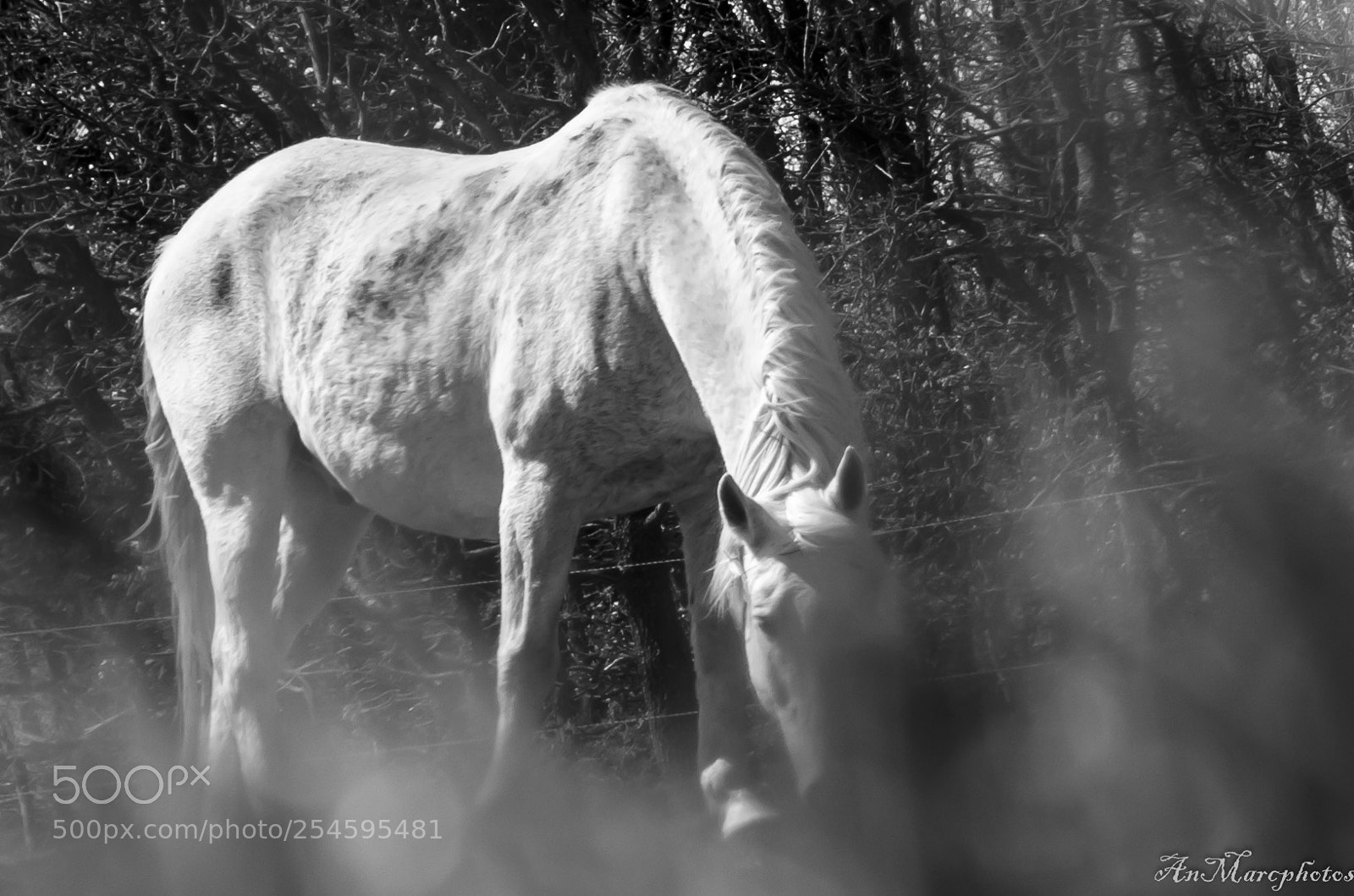 Nikon D7000 sample photo. Cheval un jour de photography