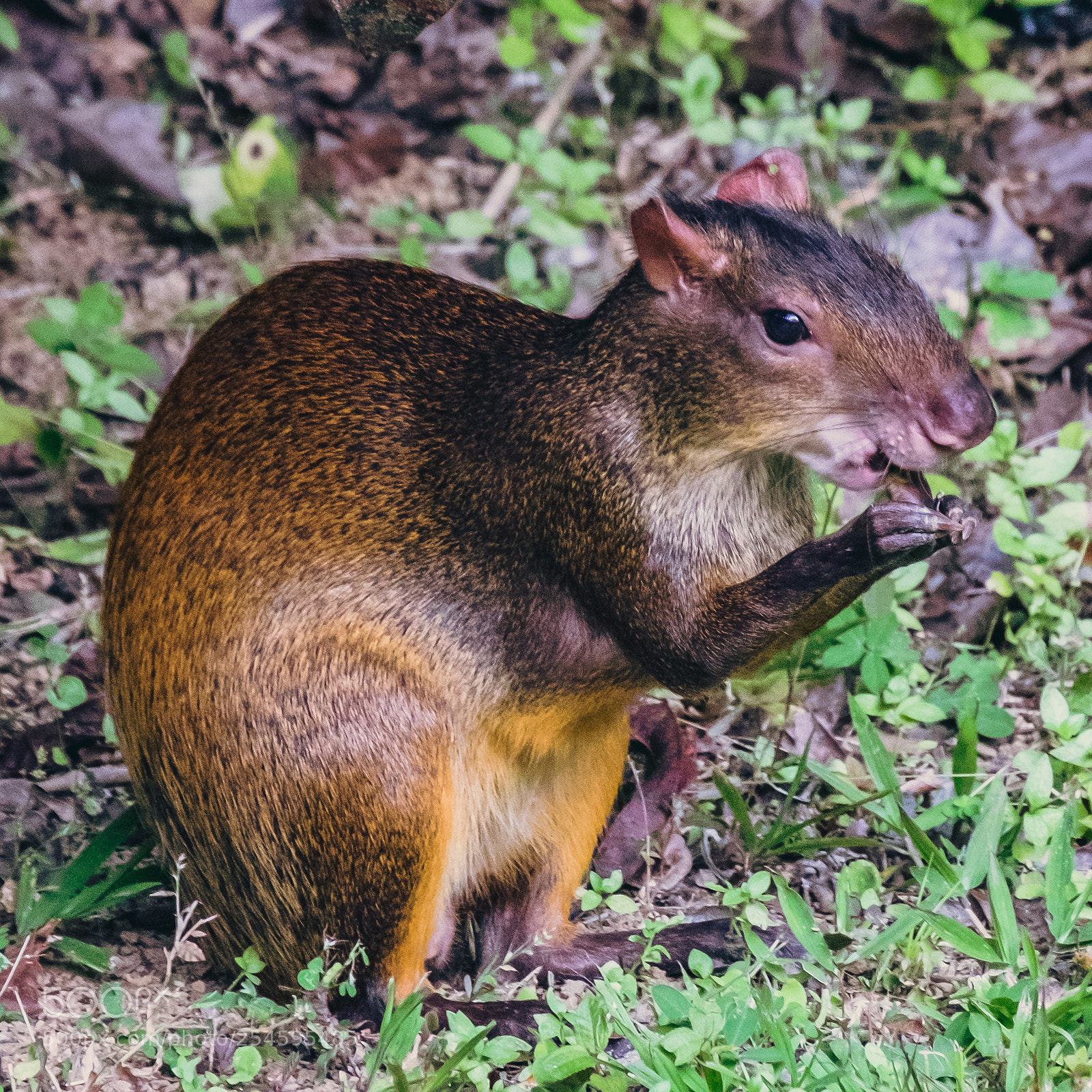Fujifilm X-T10 sample photo. Costa rica guatusa or photography