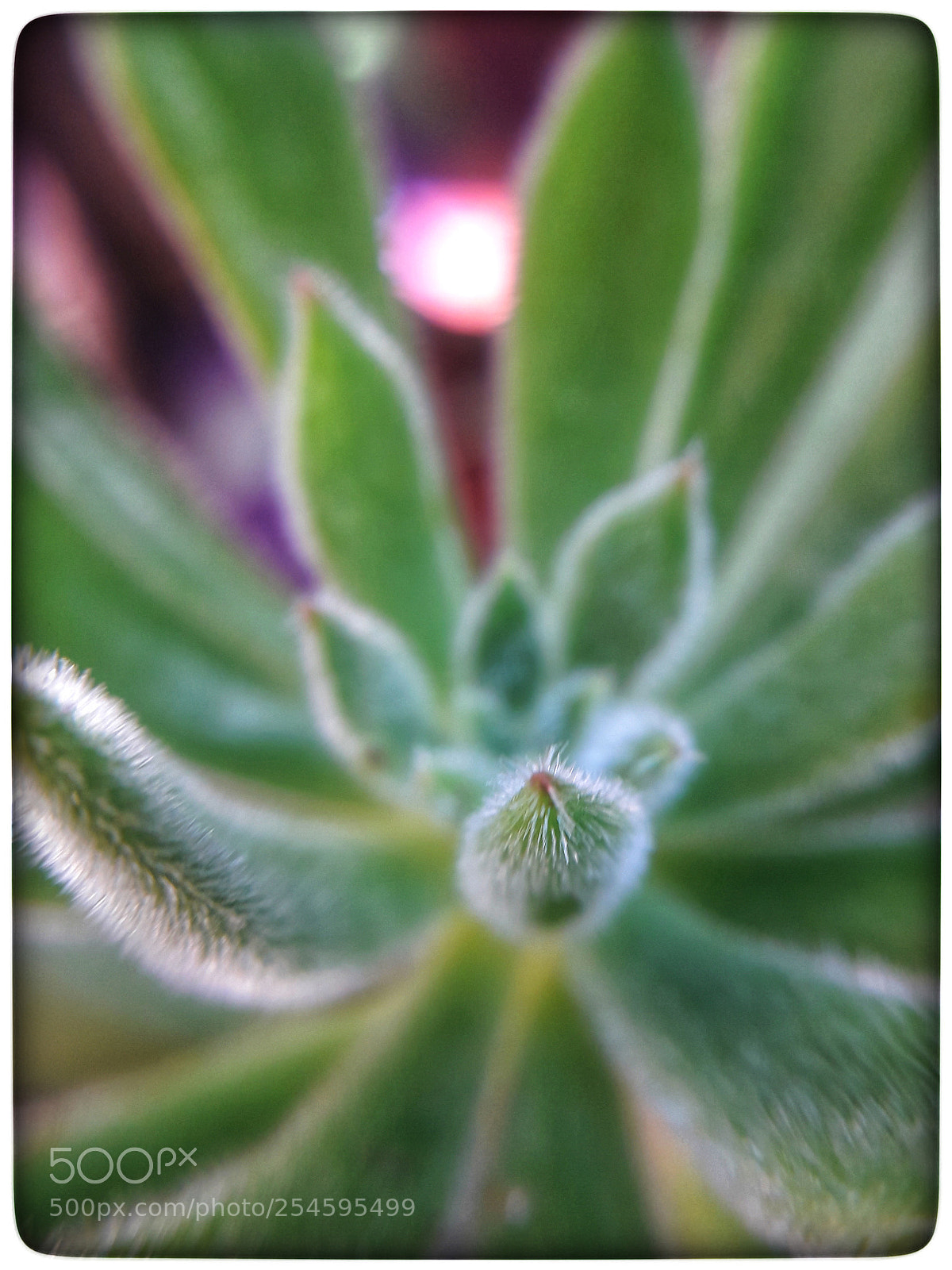 Samsung Galaxy J7 Neo sample photo. Macro photography