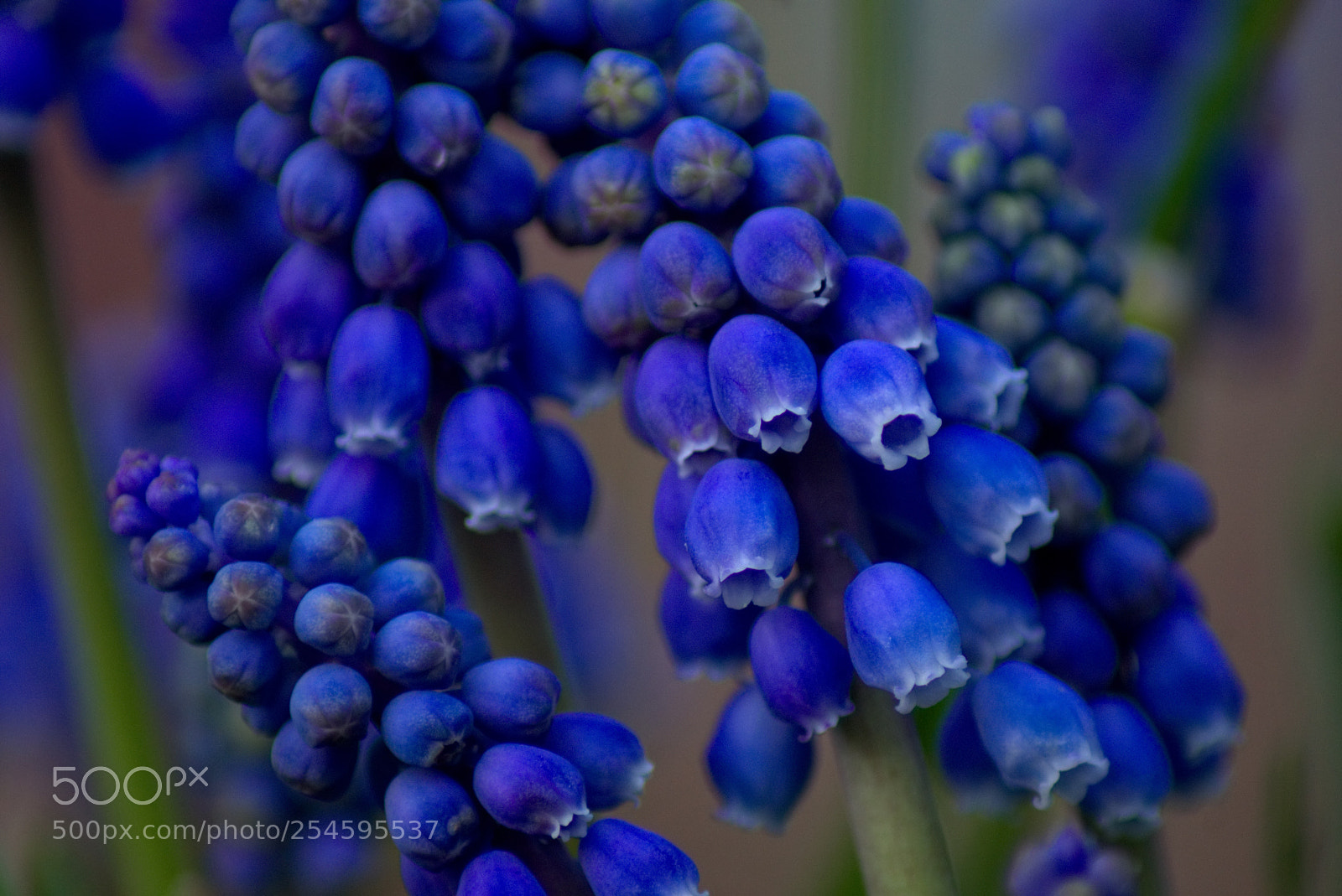 Sony SLT-A77 sample photo. Blue hyacinth photography