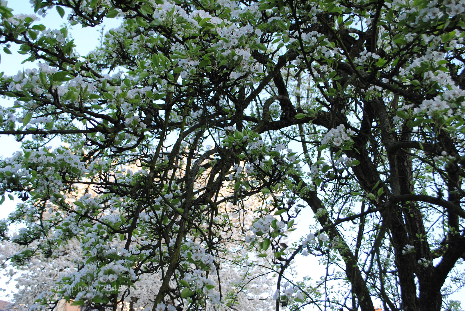 Nikon D3000 sample photo. Pear tree crown photography