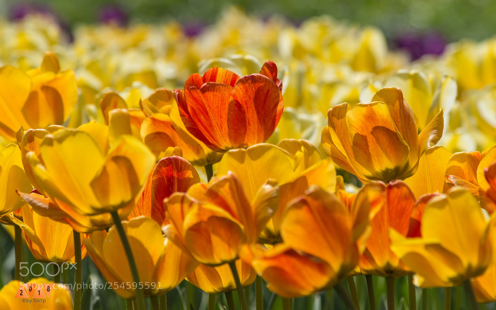 Nikon D7200 sample photo. A shade of red photography