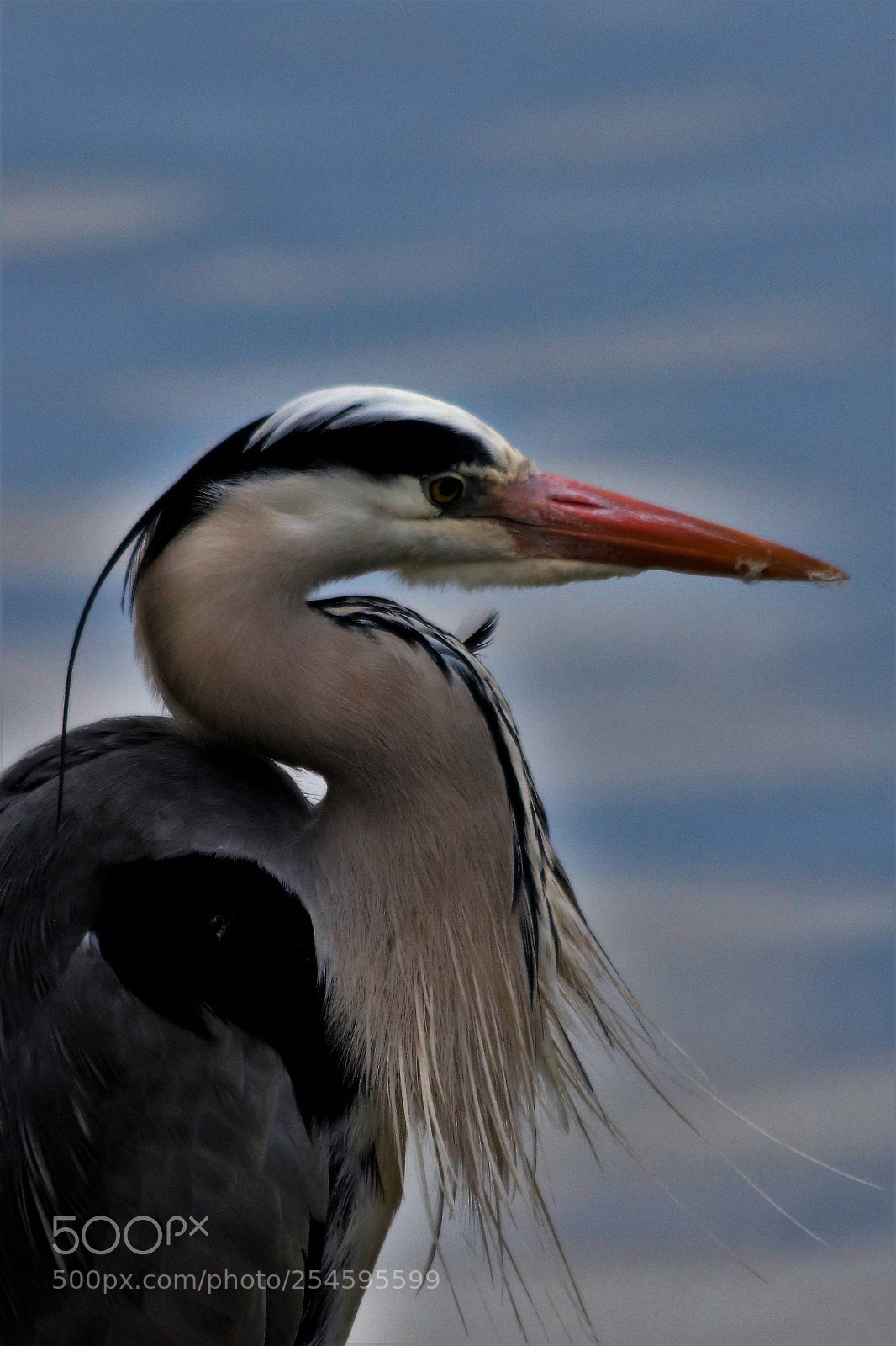Canon EOS 750D (EOS Rebel T6i / EOS Kiss X8i) sample photo. Herron photography