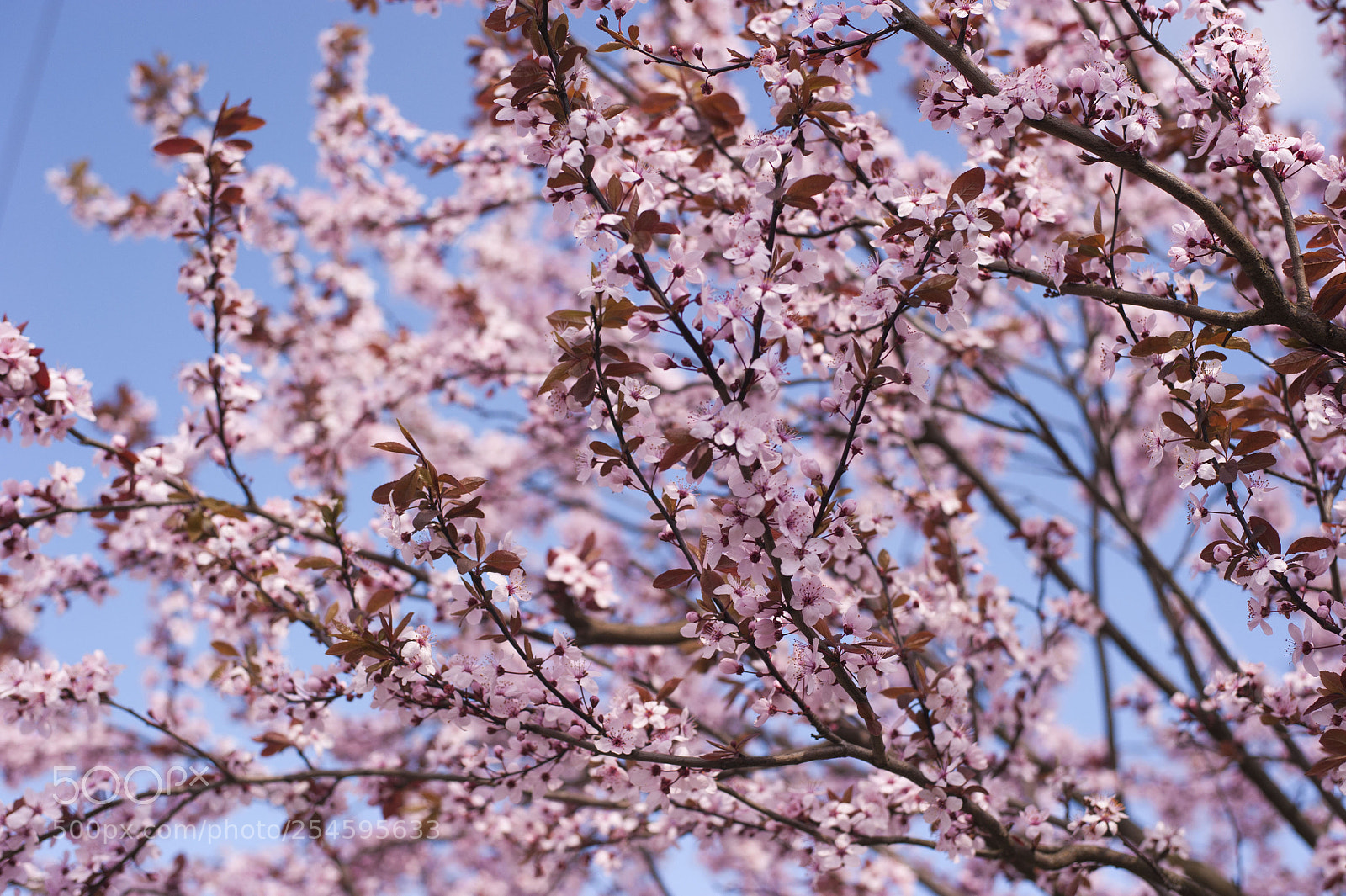 Nikon D700 sample photo. Flower power photography