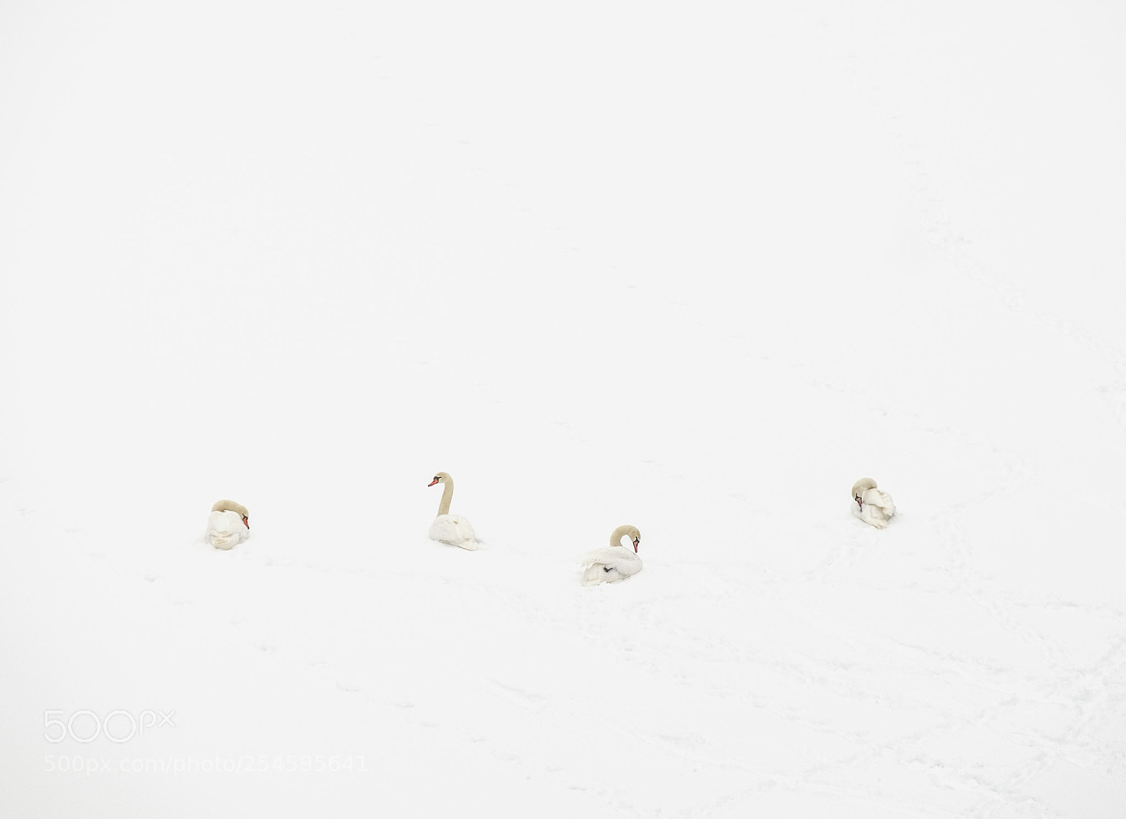 Fujifilm X-T1 sample photo. Swans in snow photography