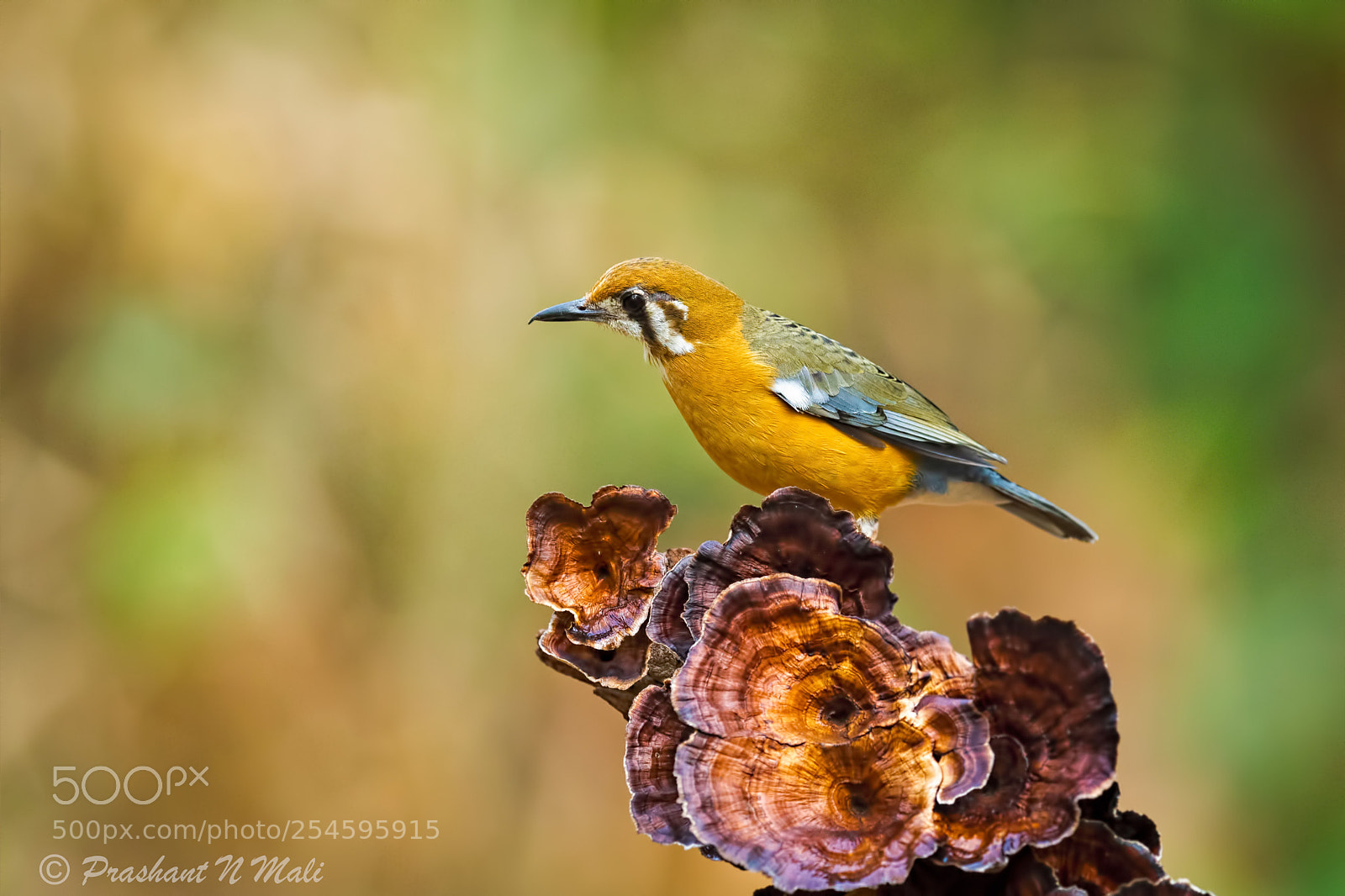 Canon EOS 5D Mark IV sample photo. Orange-headed thrush photography