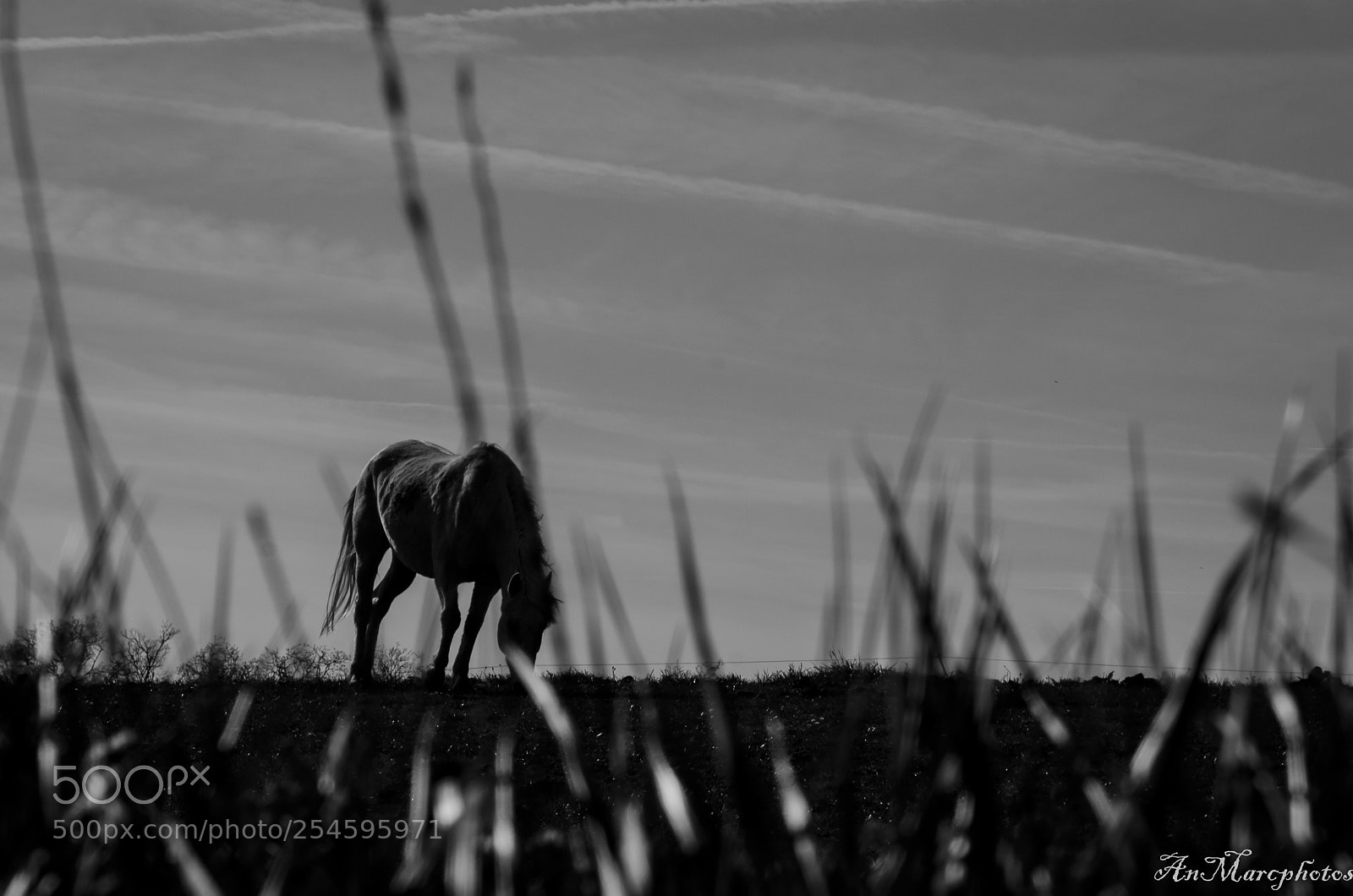 Nikon D7000 sample photo. Cheval un jour de photography