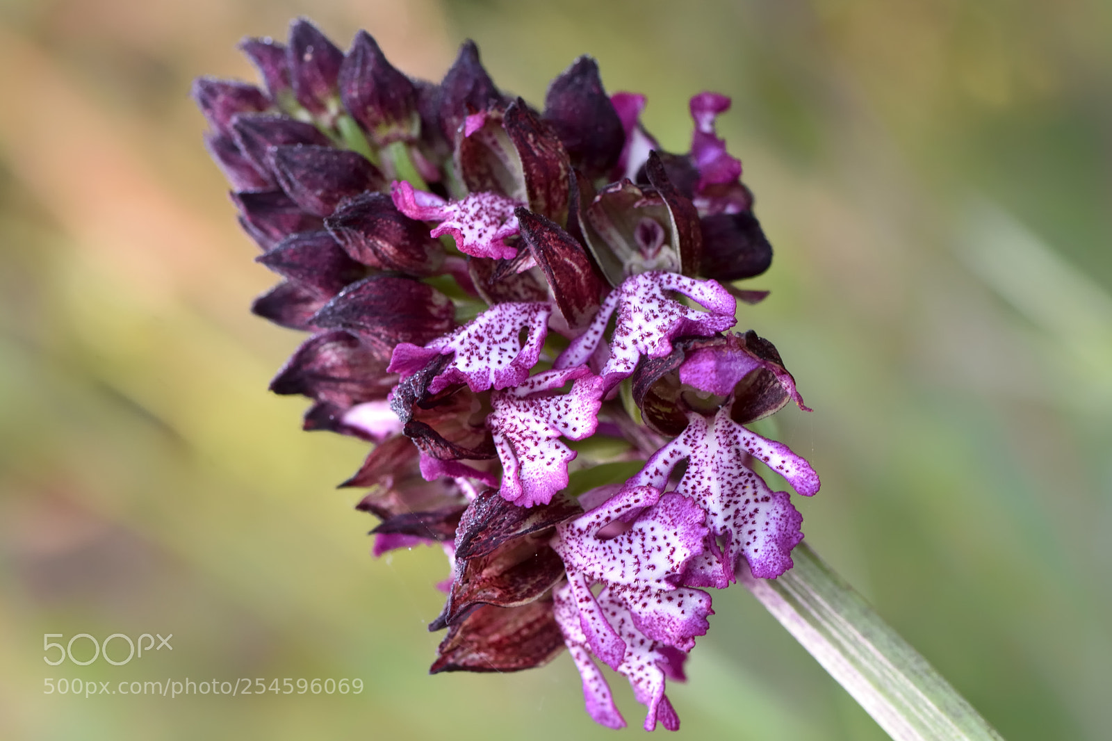 Nikon D7200 sample photo. Wild orchis photography