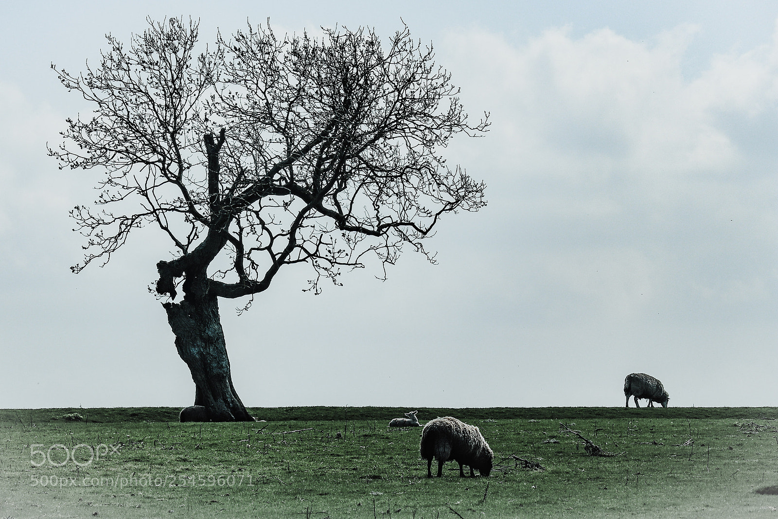 Canon EOS 200D (EOS Rebel SL2 / EOS Kiss X9) sample photo. Sheep photography