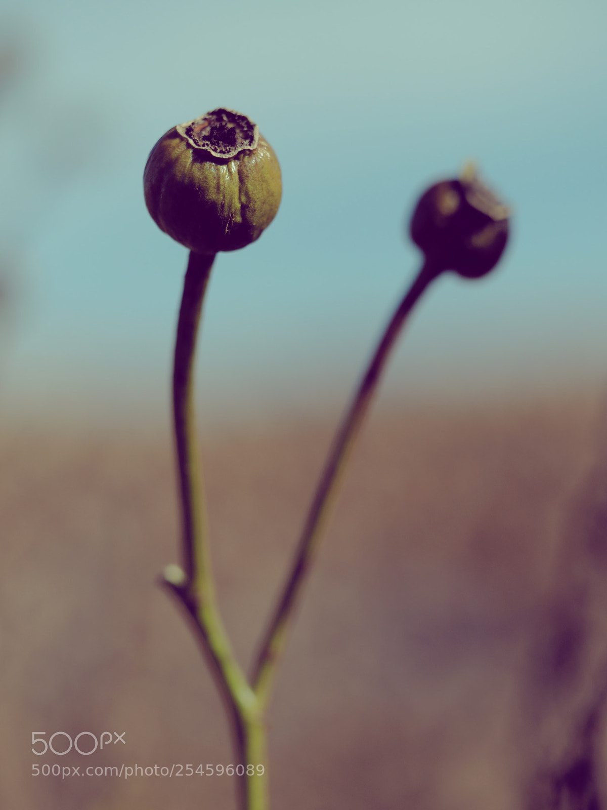 Olympus OM-D E-M5 II sample photo. Two way plant photography