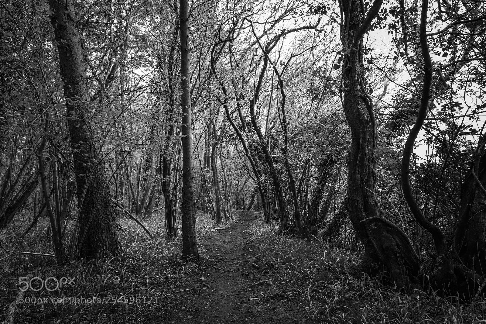 Canon EOS 200D (EOS Rebel SL2 / EOS Kiss X9) sample photo. Slightly scary trail photography