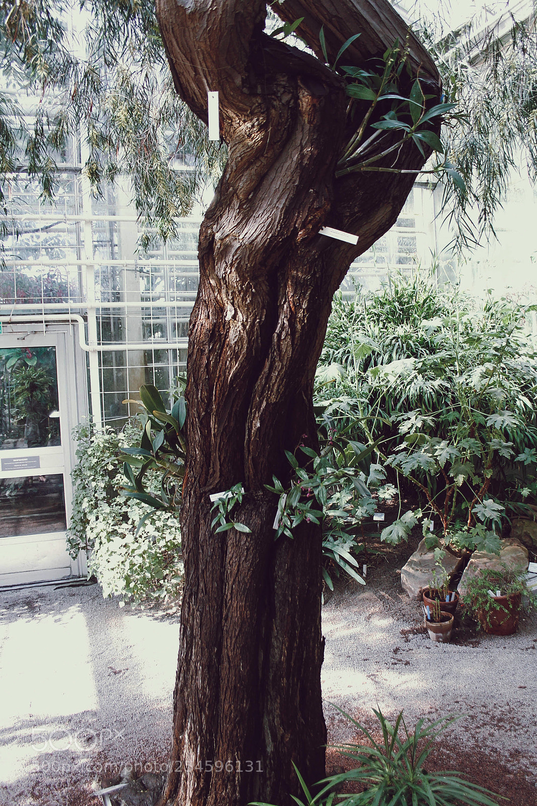 Canon EOS 7D sample photo. Tropical forest part 2 photography
