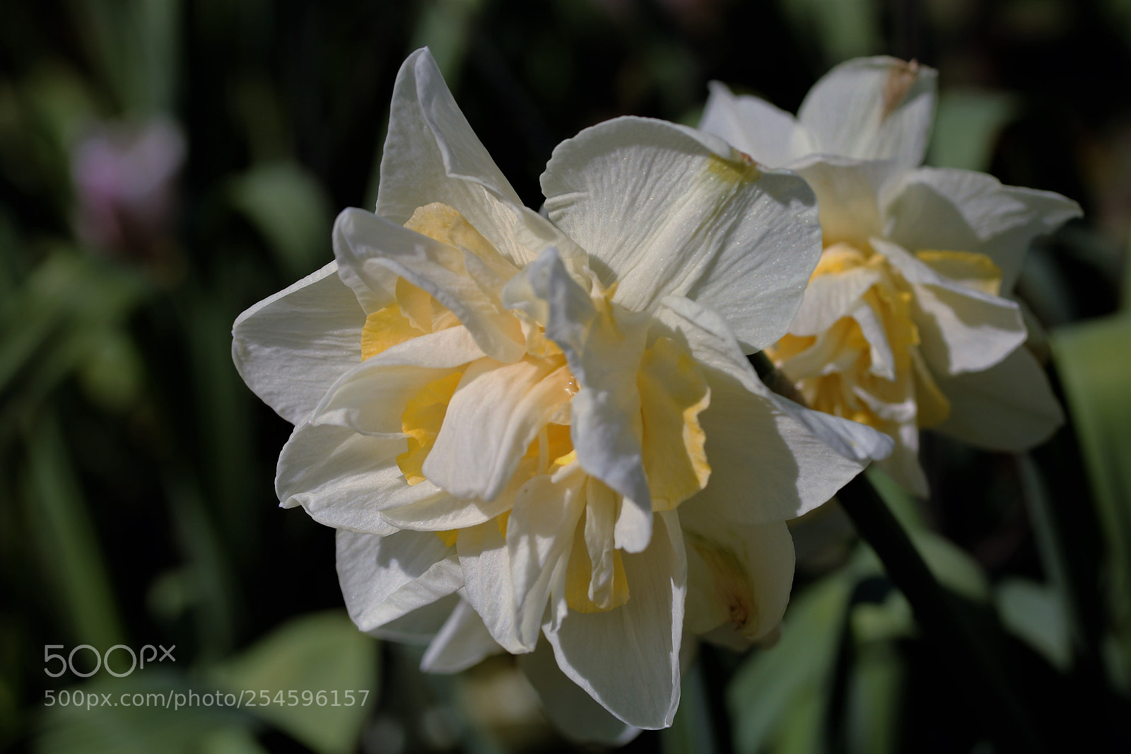Canon EOS 750D (EOS Rebel T6i / EOS Kiss X8i) sample photo. The daffodil() photography
