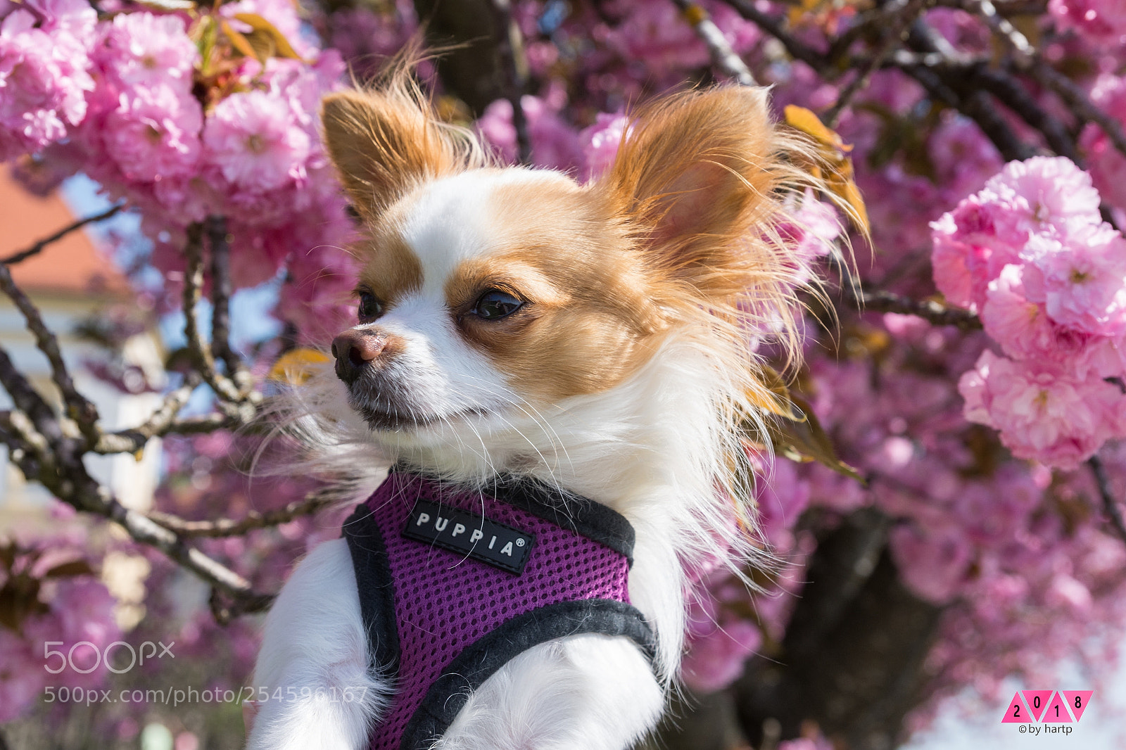 Nikon D7200 sample photo. Spring dog photography