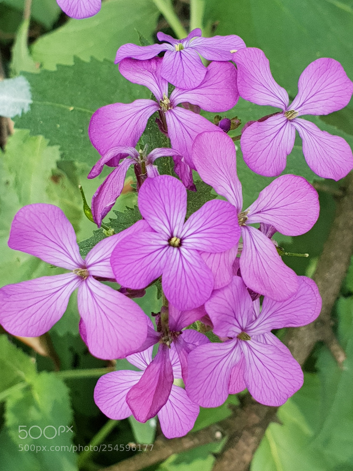 Samsung Galaxy S9+ sample photo. Untitled photography