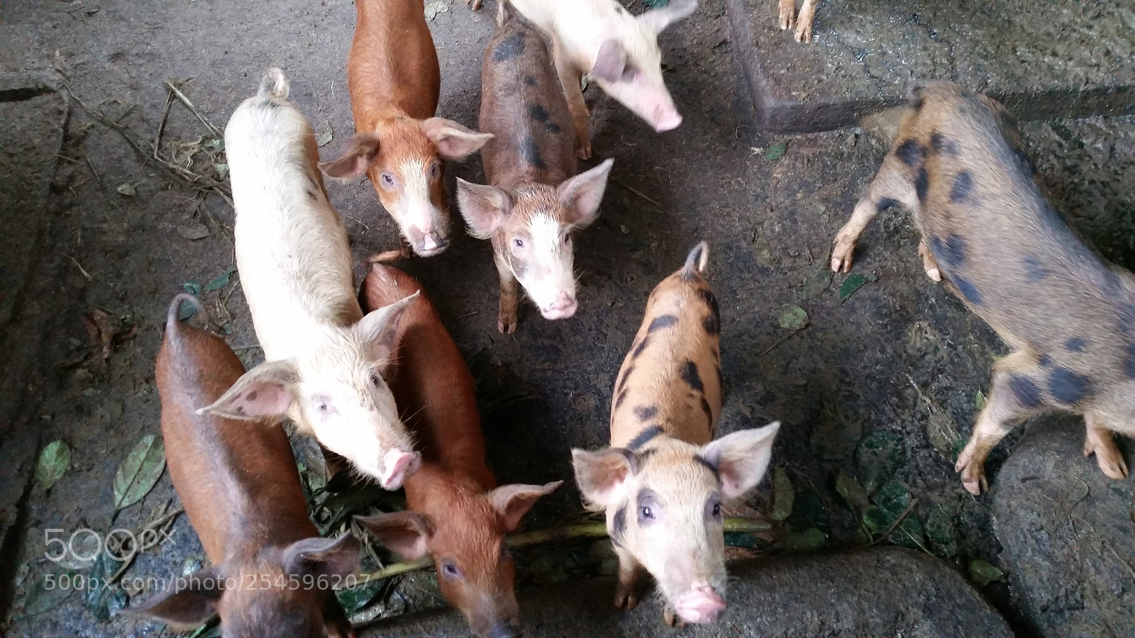 Samsung Galaxy S5 sample photo. Curious piglets photography