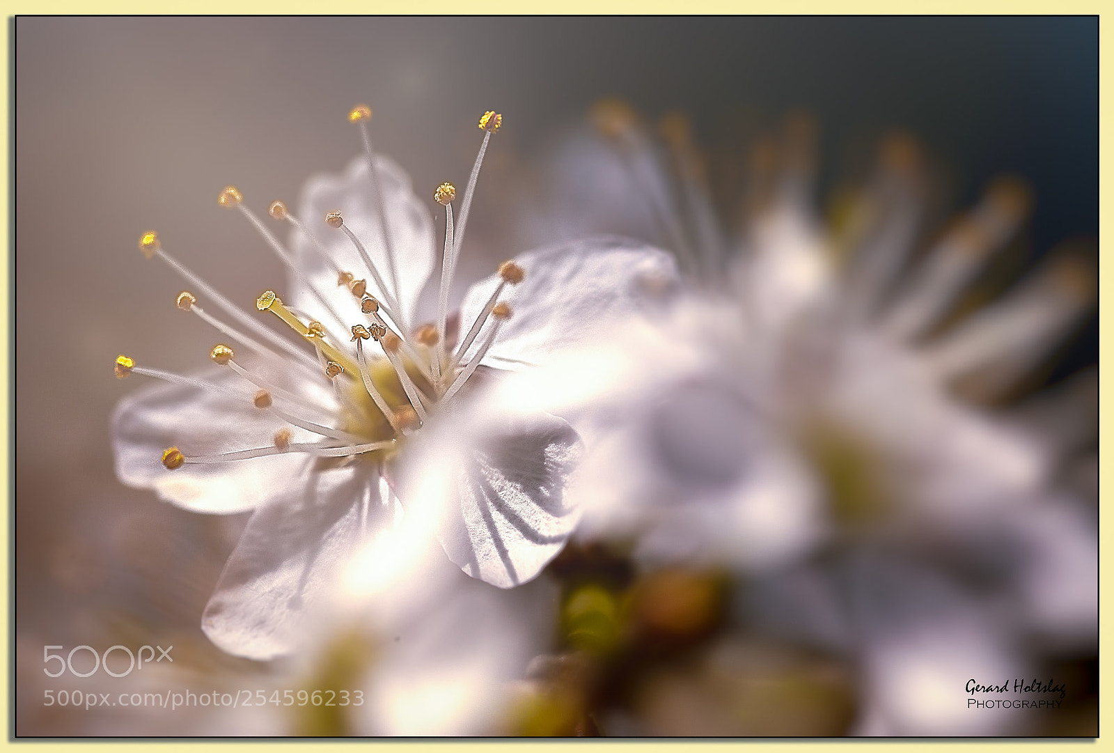 Canon EOS 6D sample photo. Meidoorn (crataegus) blossom photography