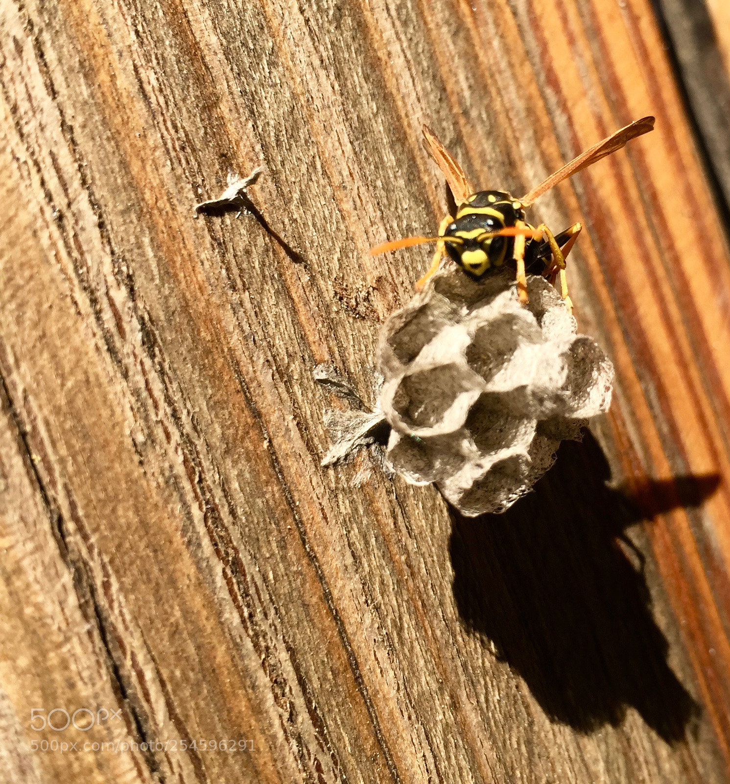Apple iPhone 6 Plus sample photo. A wasp... photography