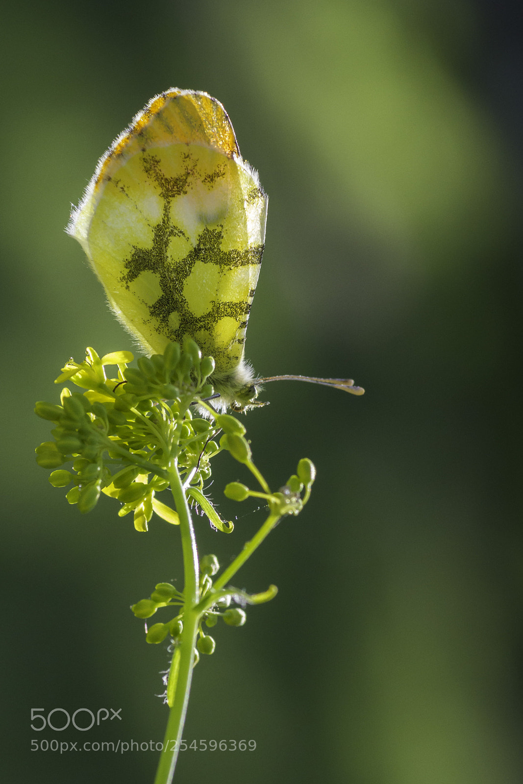 Canon EOS 7D sample photo. Mg photography