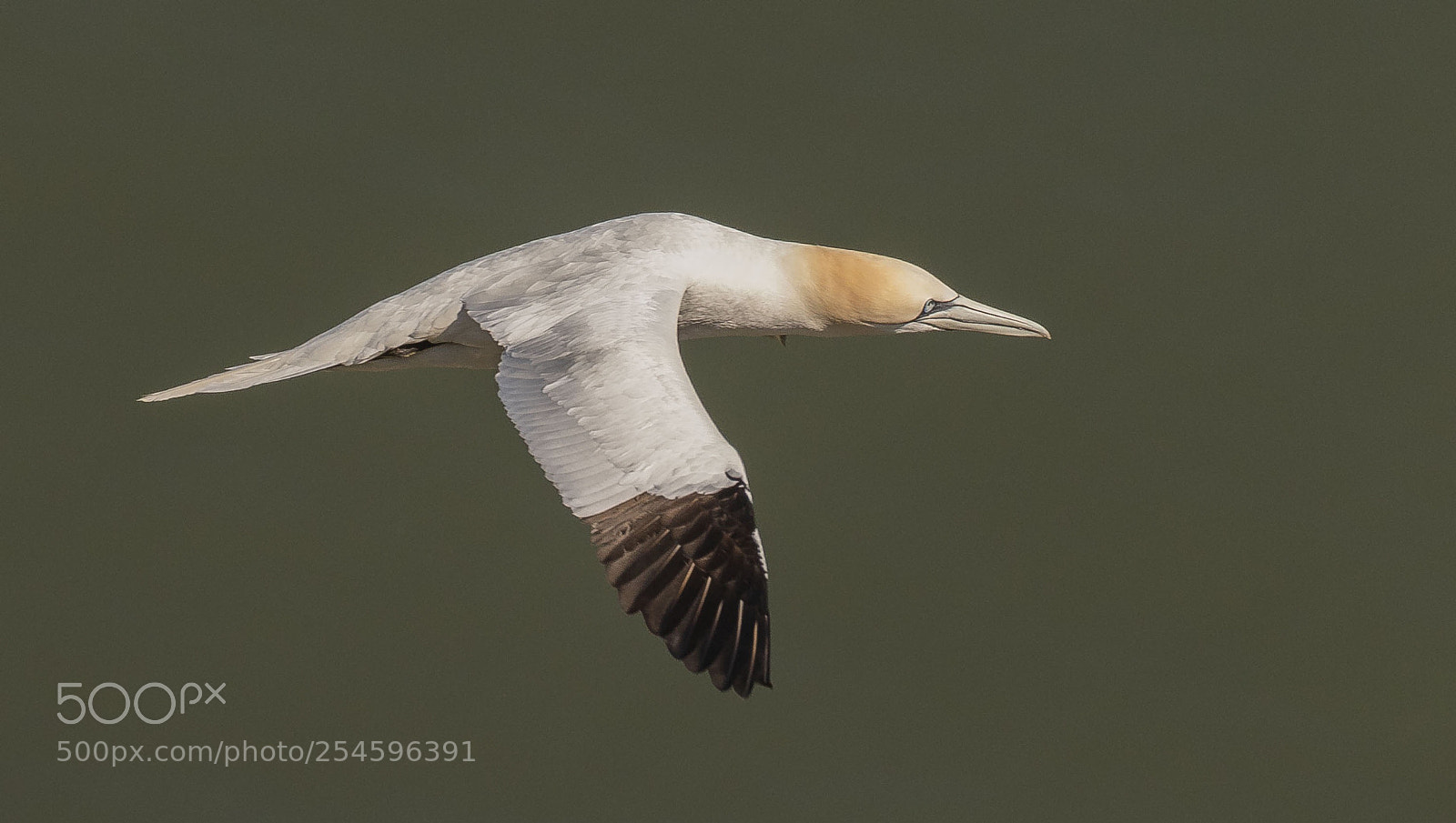 Canon EOS 7D Mark II sample photo. Gannet photography