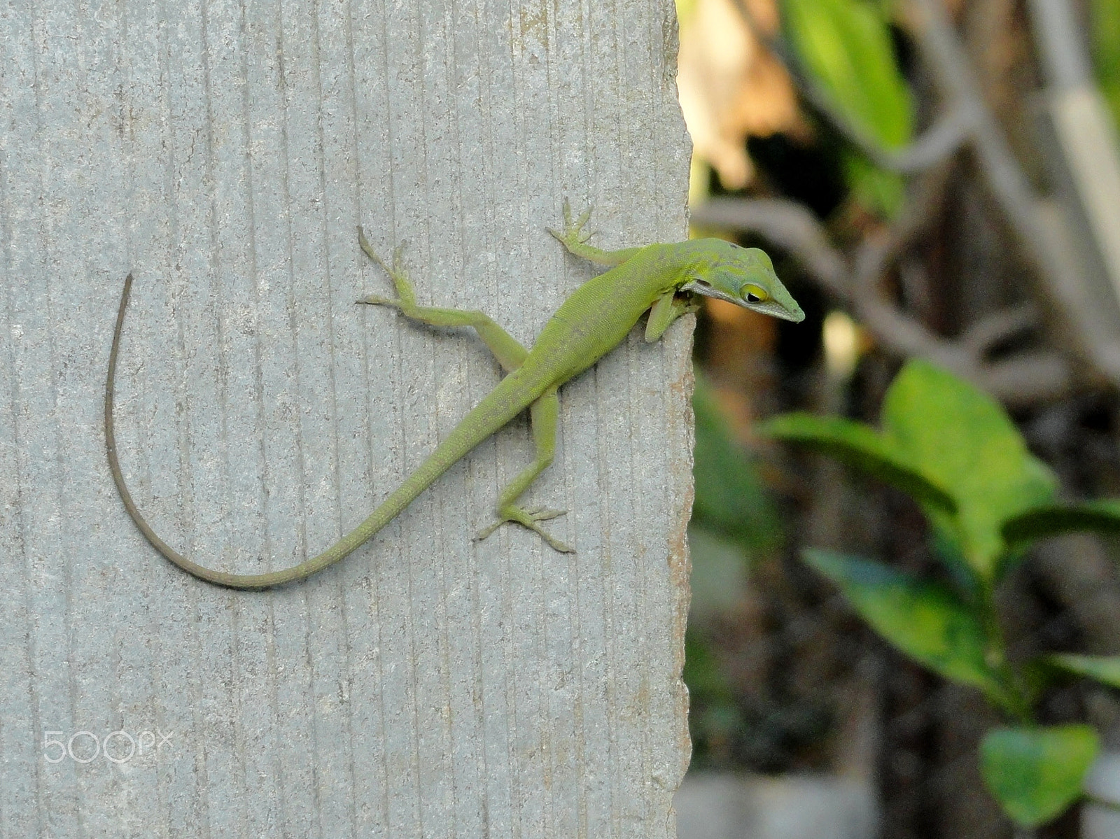 Sony Cyber-shot DSC-H55 sample photo. Cuban green anole loves the salsa music photography