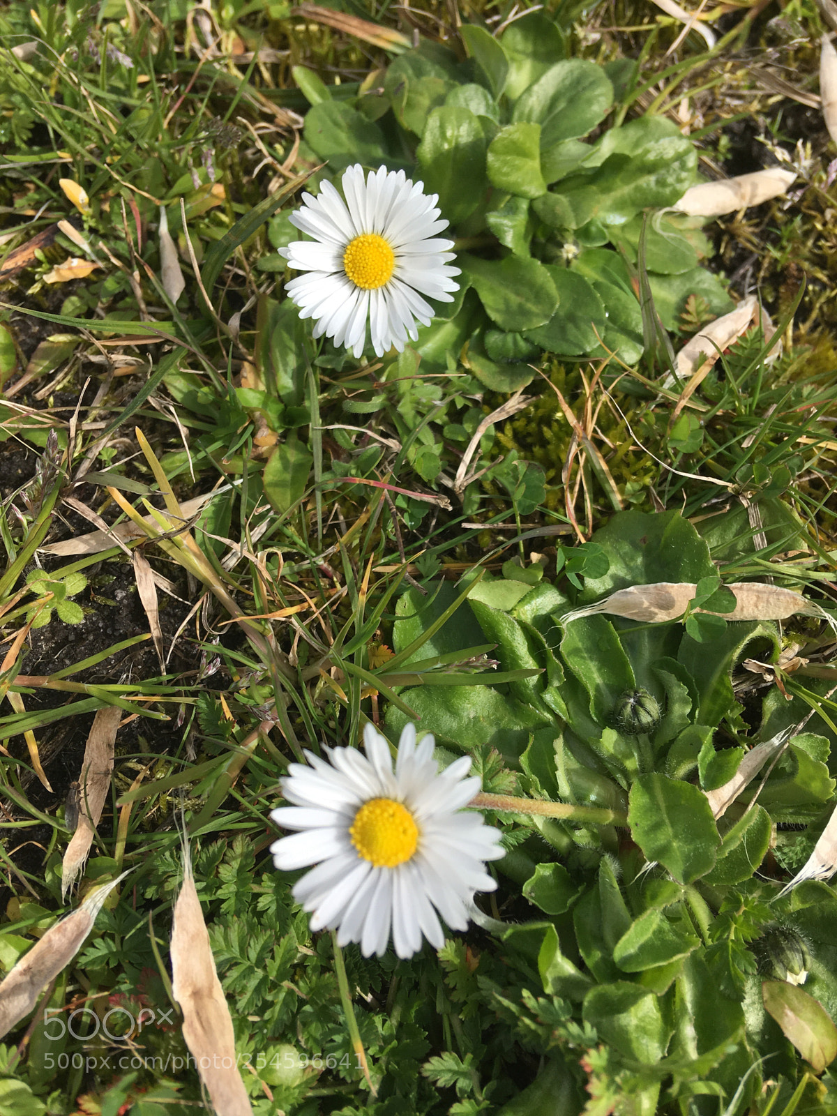 Apple iPhone SE sample photo. Untitled photography
