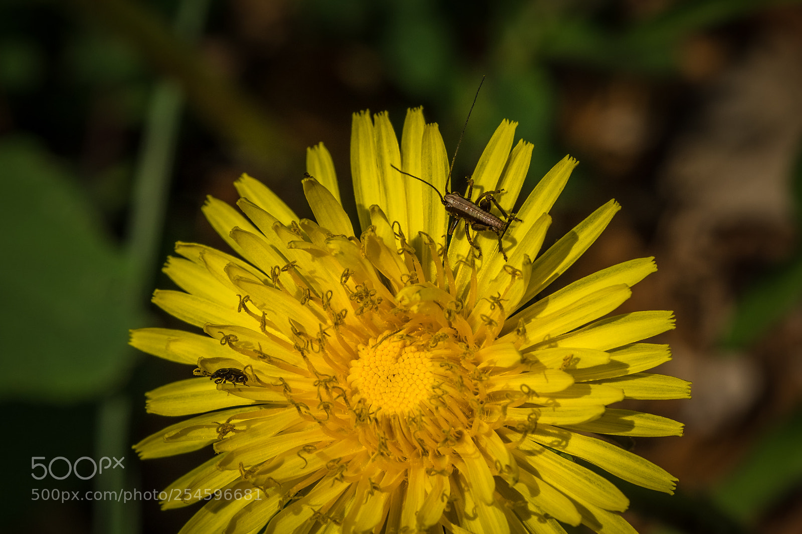Fujifilm X-T1 sample photo. L wenzahn mit g photography