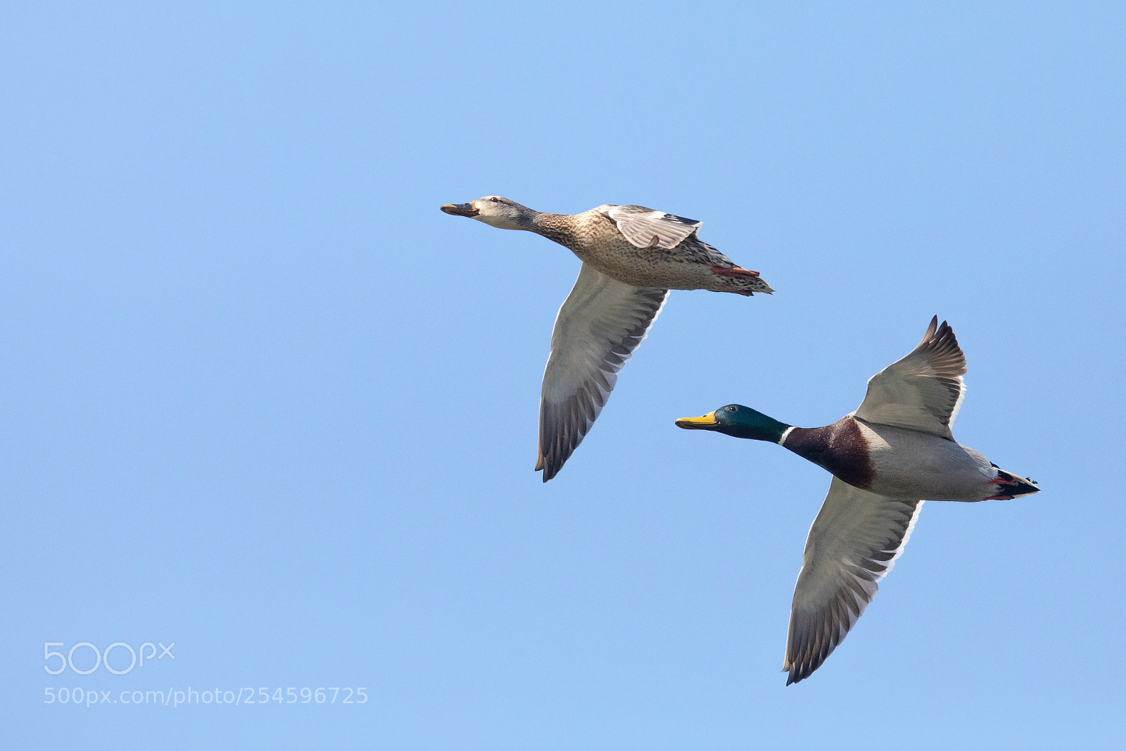 Canon EOS 5D Mark IV sample photo. Mallard photography