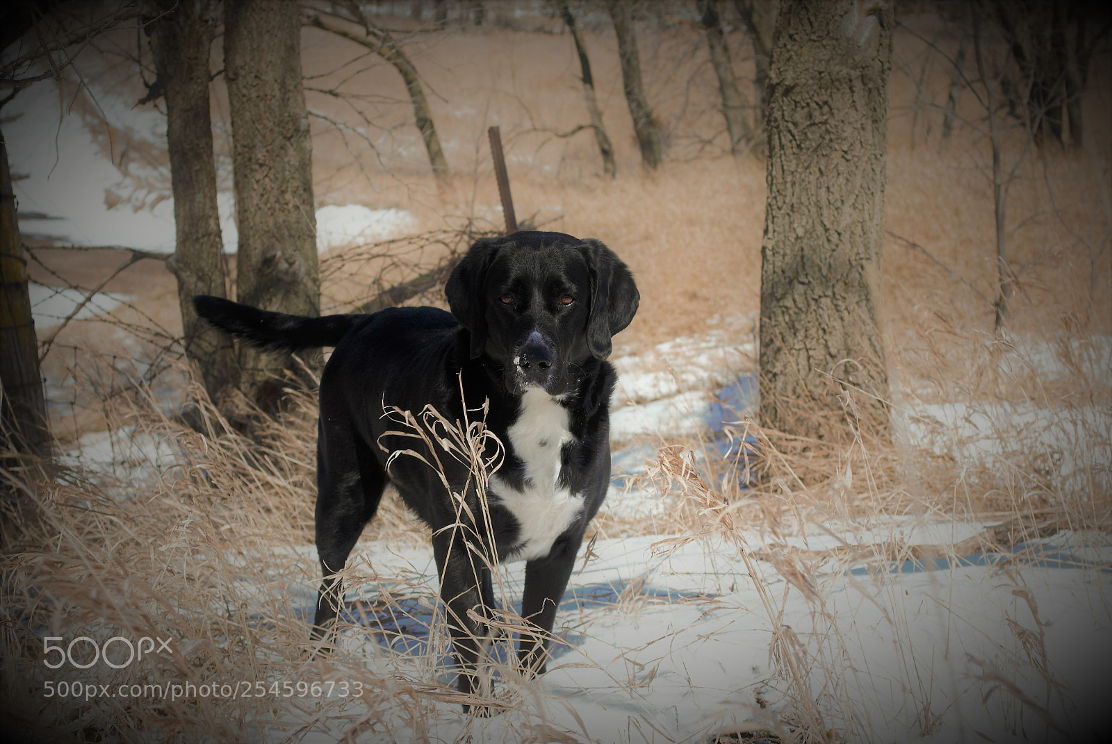 Nikon D3000 sample photo. Chloe photography