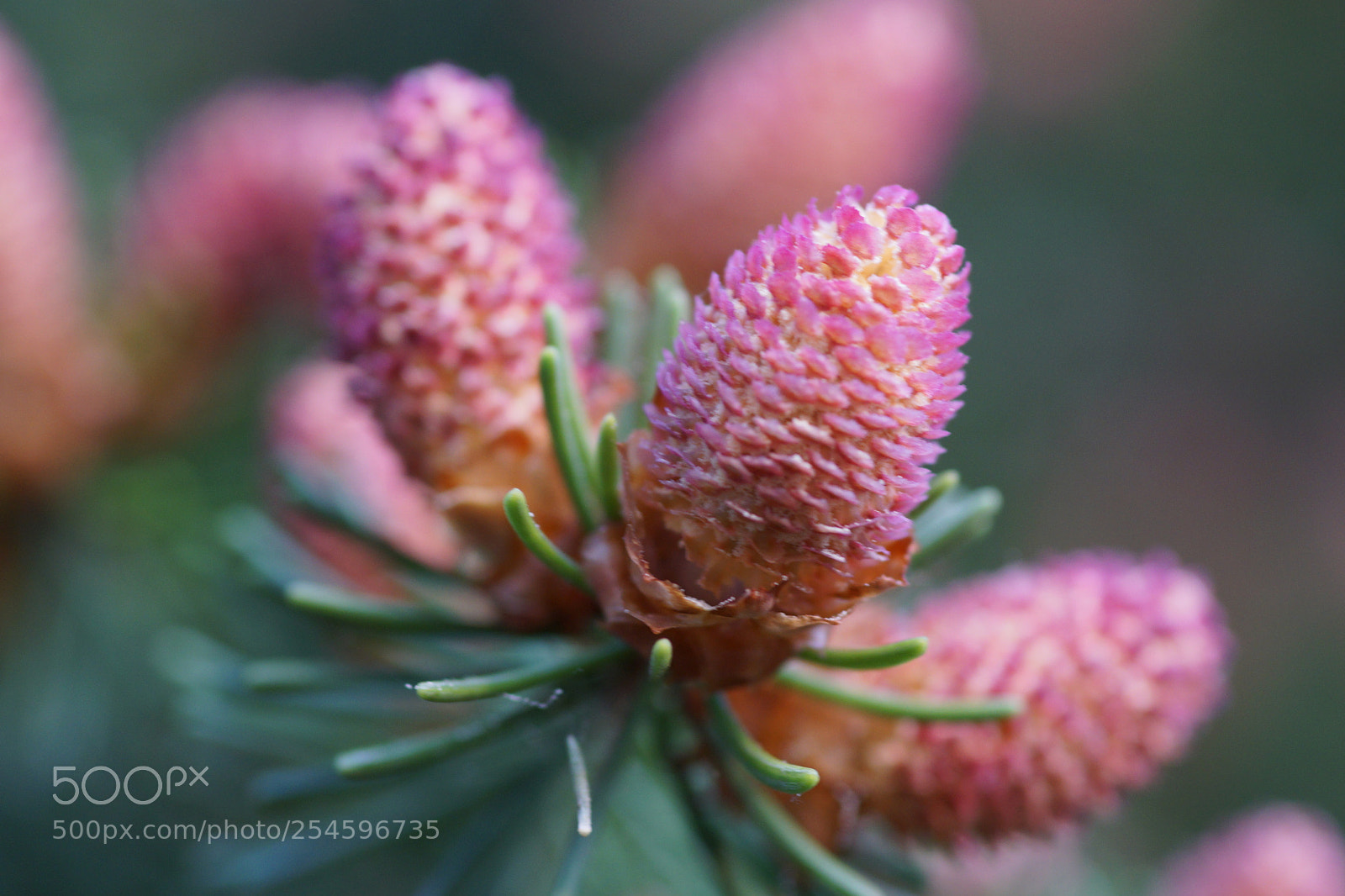 Sony a6000 sample photo. Kieferzapfen photography
