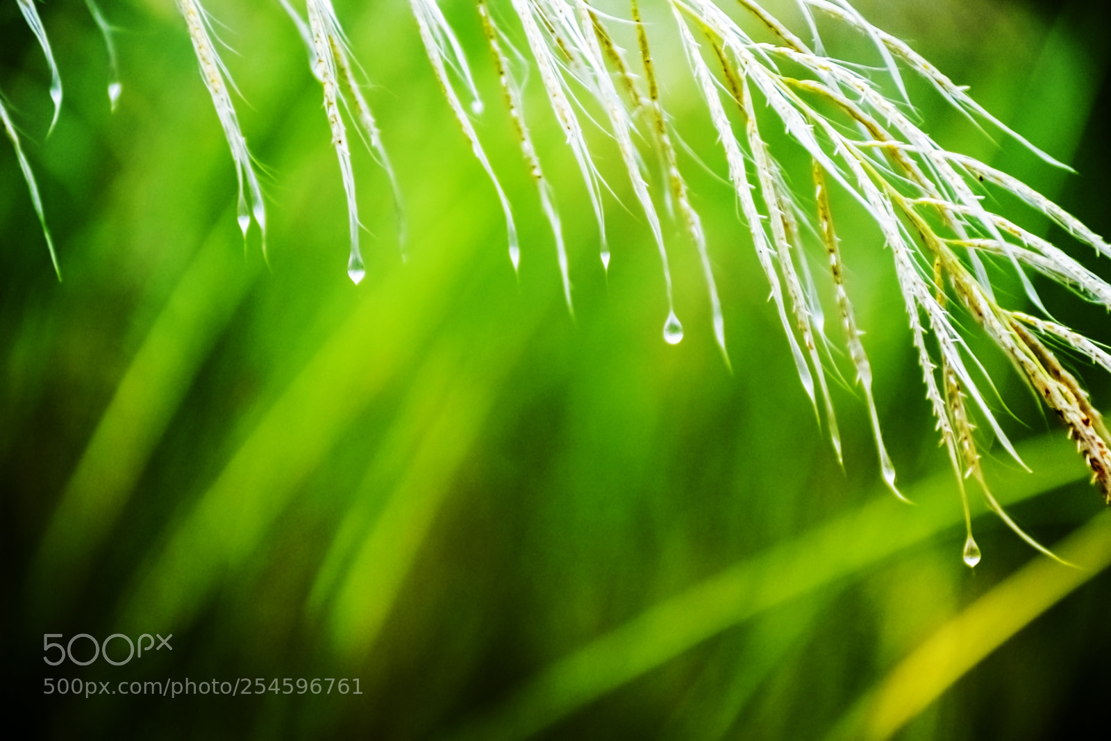 Nikon D5300 sample photo. Water drops after the photography