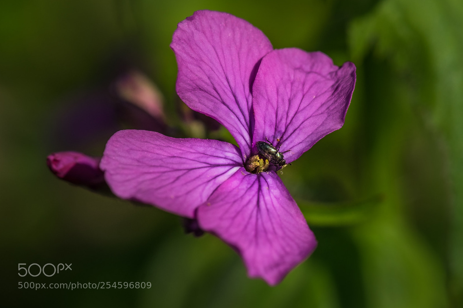Fujifilm X-T1 sample photo. Gew hnliche nachtviole hesperis photography