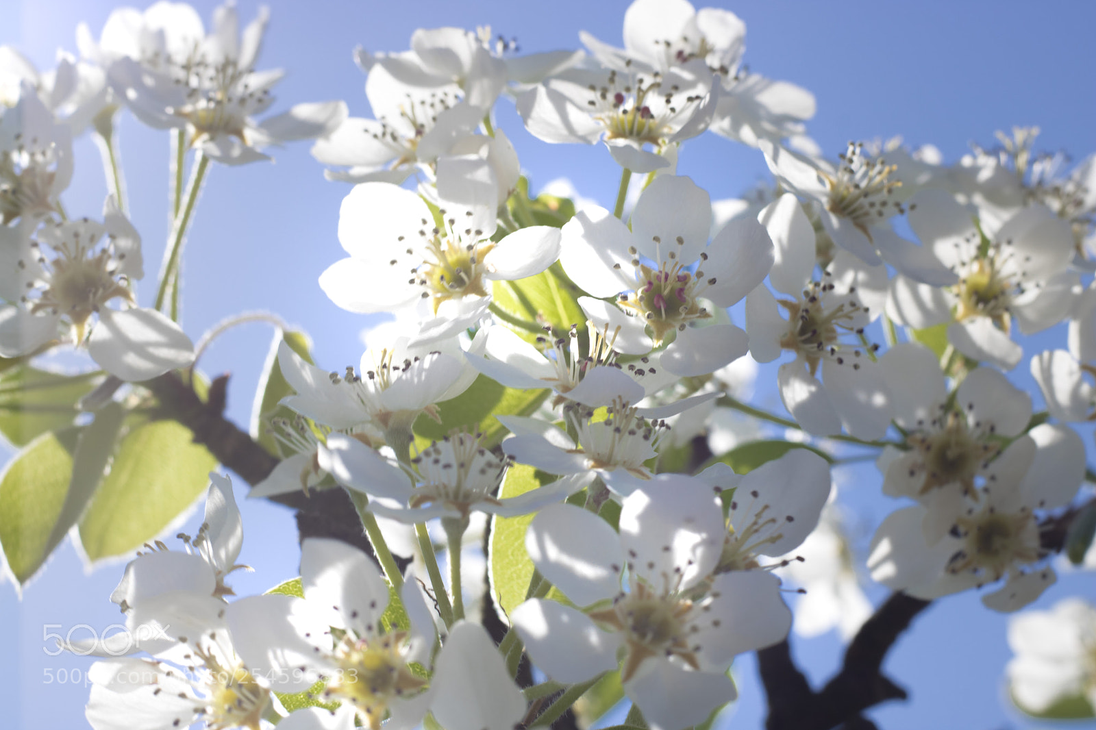 Canon EOS 750D (EOS Rebel T6i / EOS Kiss X8i) sample photo. Spring photography