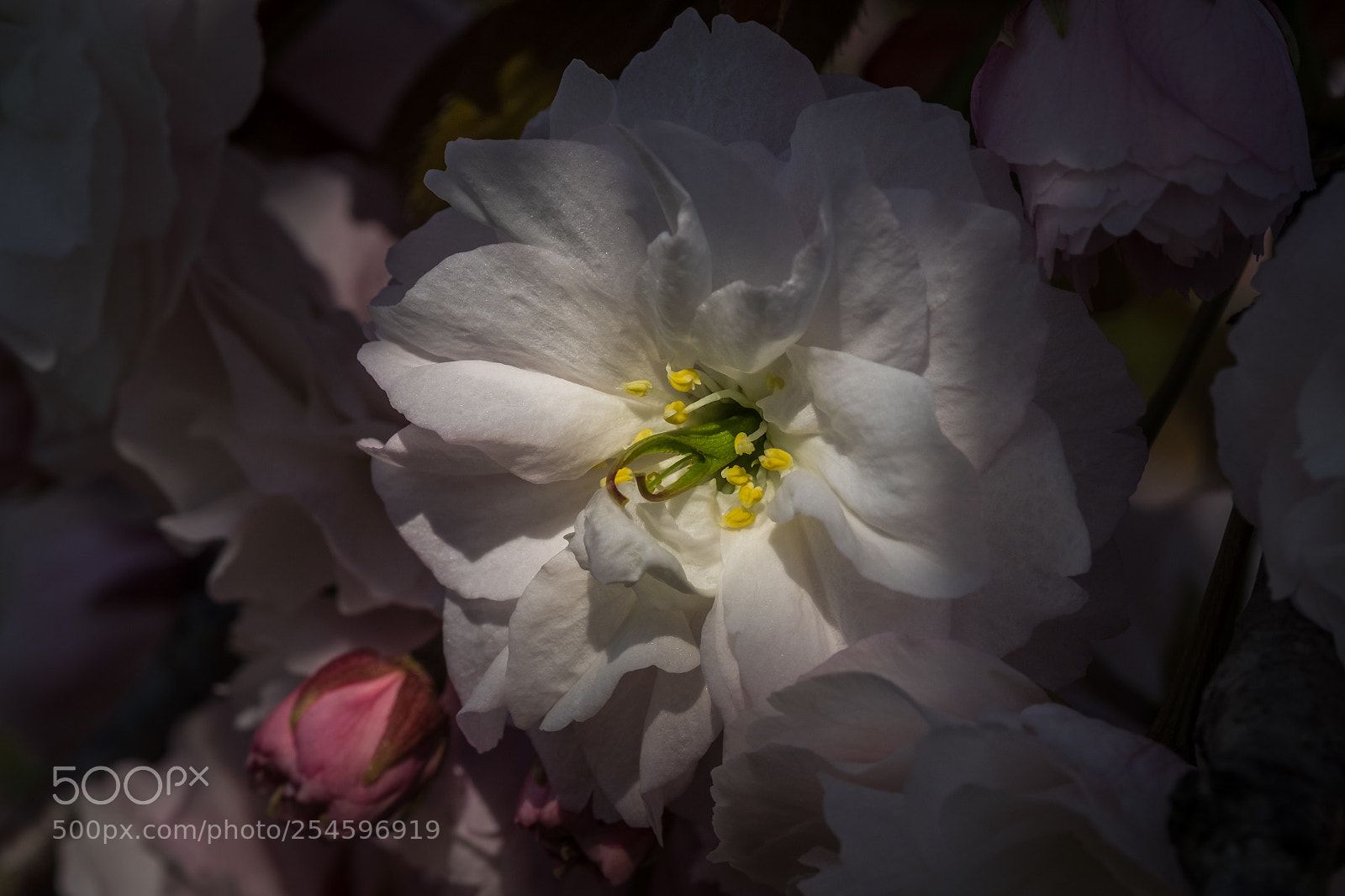 Fujifilm X-T1 sample photo. Japanische zierkirsche prunus serrulata photography