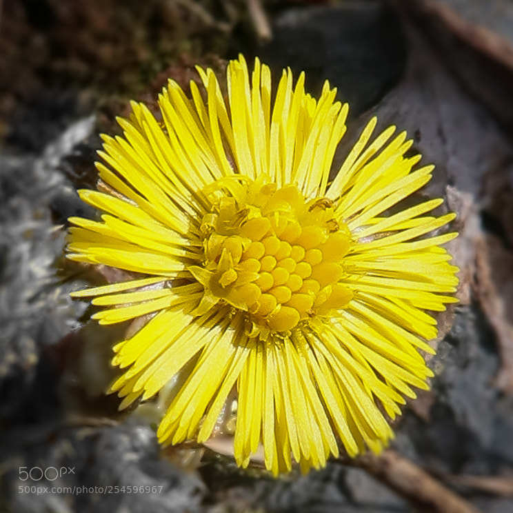 Canon PowerShot G7 X Mark II sample photo. Coltsfoot photography