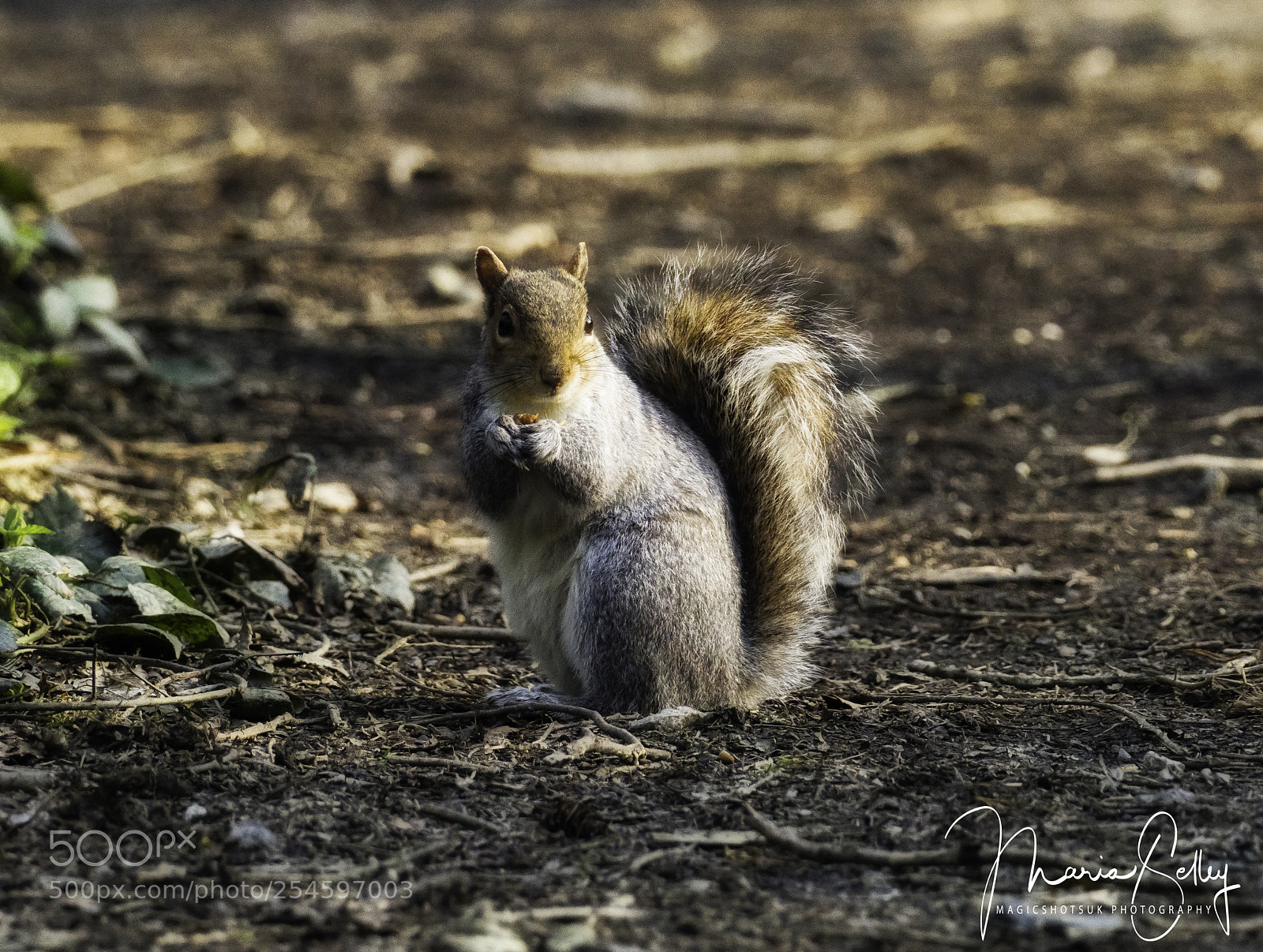 Olympus OM-D E-M1 Mark II sample photo. Little squirrel photography