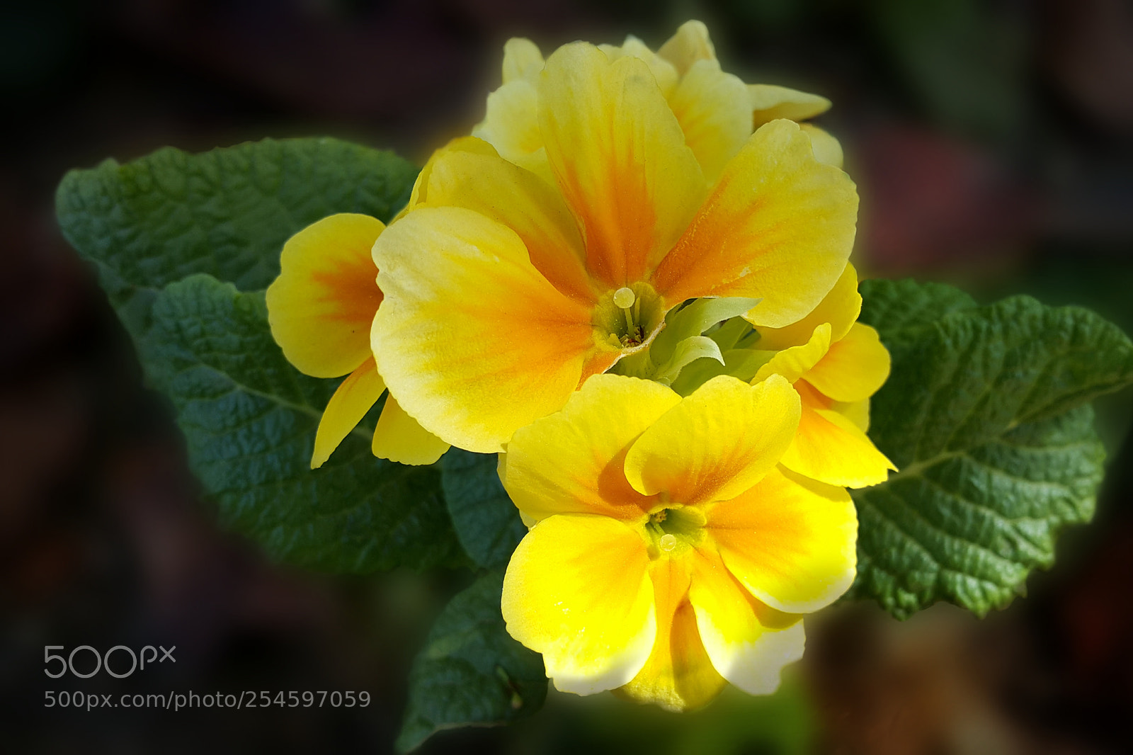 Samsung Galaxy Note4 sample photo. 292 photography